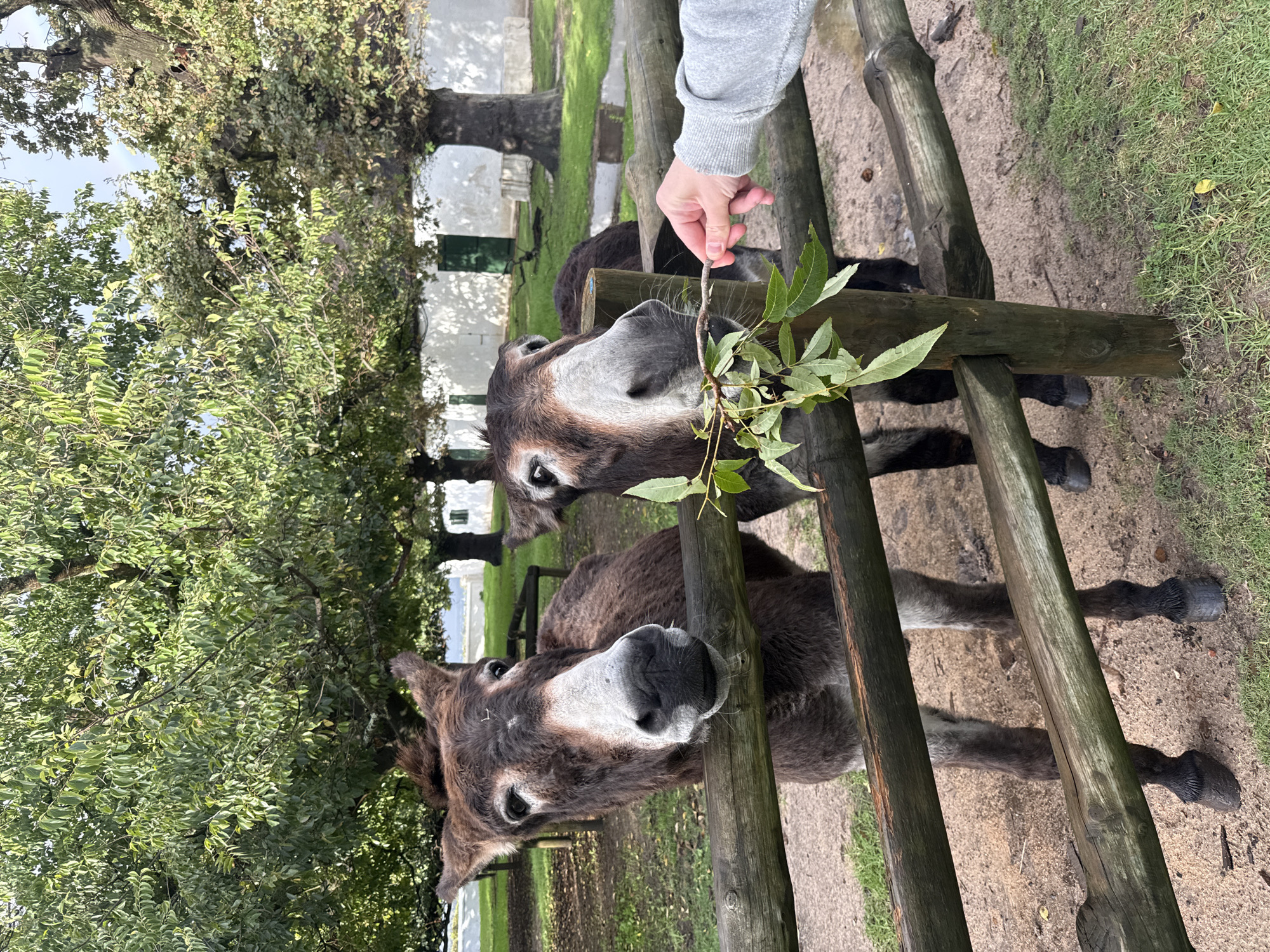 The image shows two donkeys being hand-fed leaves through a wooden fence. A person's hand and arm are visible in the upper right, holding a small branch of green leaves toward the donkeys. The donkeys are positioned close to the fence, their heads near the branch. The location appears to be outdoors, with trees and grass visible in the background. A white building is also visible in the background. The image was taken in Drakenstein Nu, South Africa.