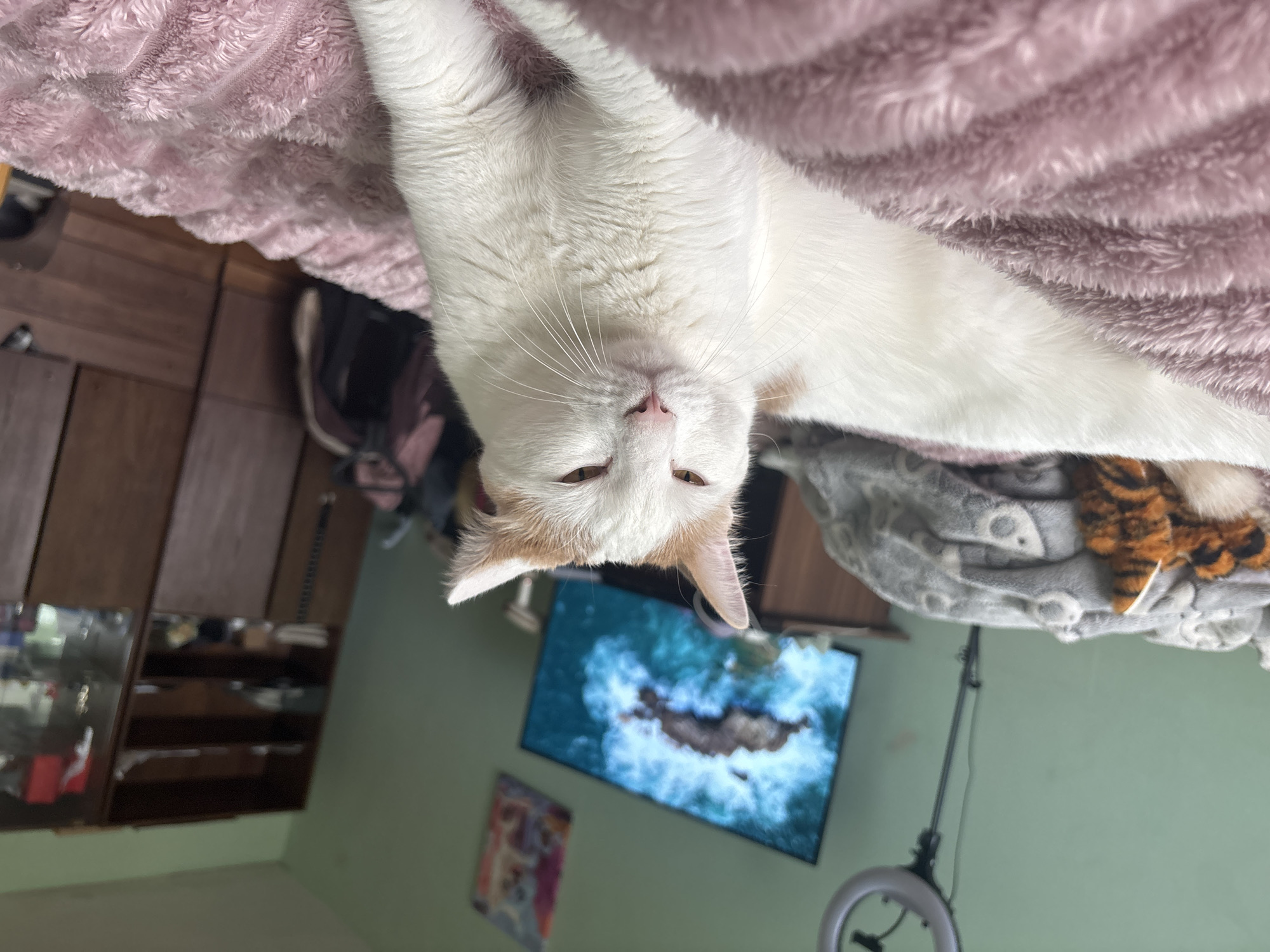 A white cat with orange markings on its head and back is lying on a pink, fluffy blanket. The cat is facing the camera with its eyes partially closed. In the background, a television screen displays an image of waves crashing on rocks. A ring light is visible to the left of the television. To the right of the television, a wooden shelf unit filled with various items can be seen. The room has light green walls. The image appears to be taken indoors in an apartment located in the city of Koltushi, Russia.