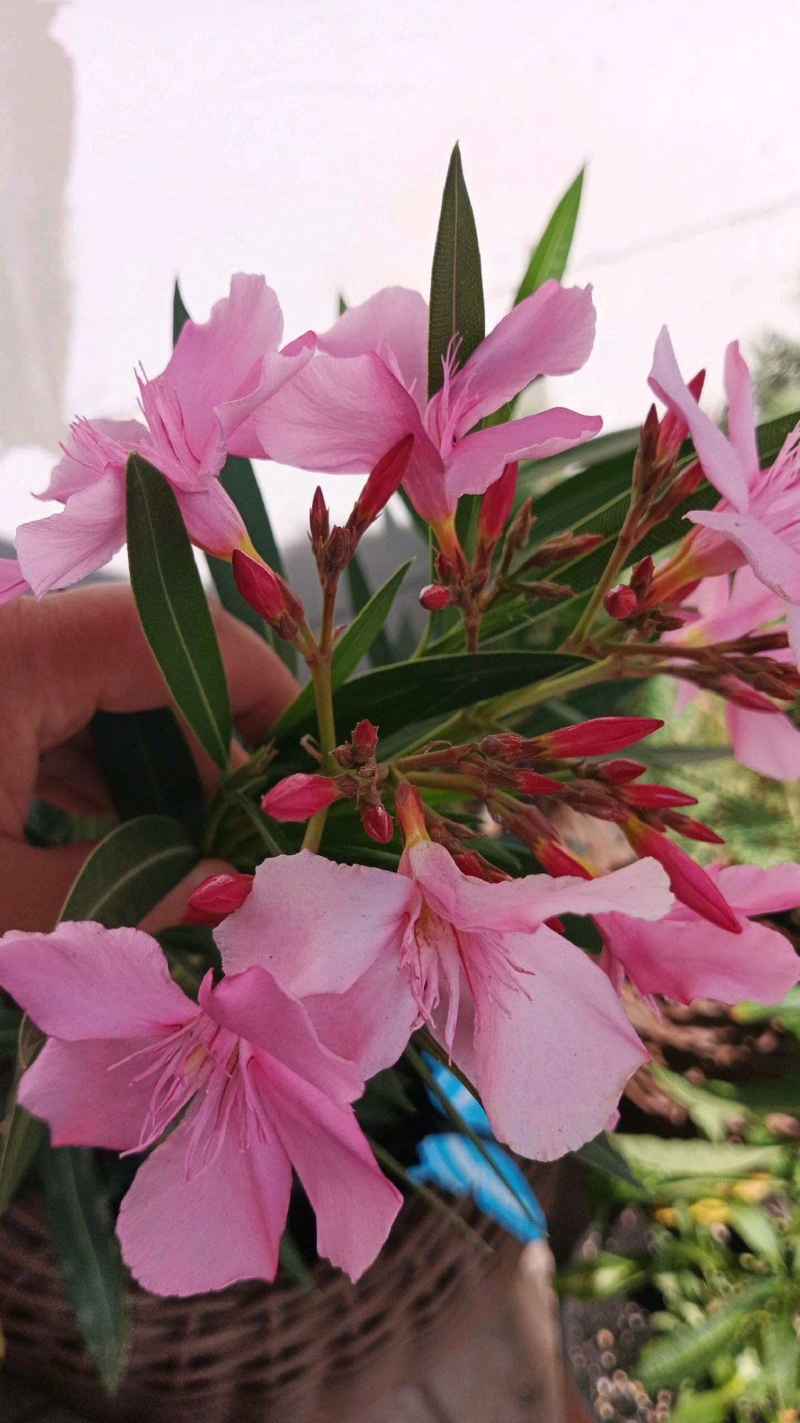 A close-up shot focuses on a cluster of delicate pink oleander flowers and their vibrant red buds. The flowers, with their distinctive petals and prominent stamens, are intertwined with dark green, lance-shaped leaves. A human hand, with its fingers subtly visible, gently supports a portion of the blooming stems, suggesting care or arrangement. The background is softly blurred, with hints of a white surface and a woven basket, possibly indicating an outdoor setting or a decorative arrangement. The overall lighting is soft, highlighting the textures and colors of the flora. There is no information in the image to suggest the location is Kryvyi Rih, Ukraine.