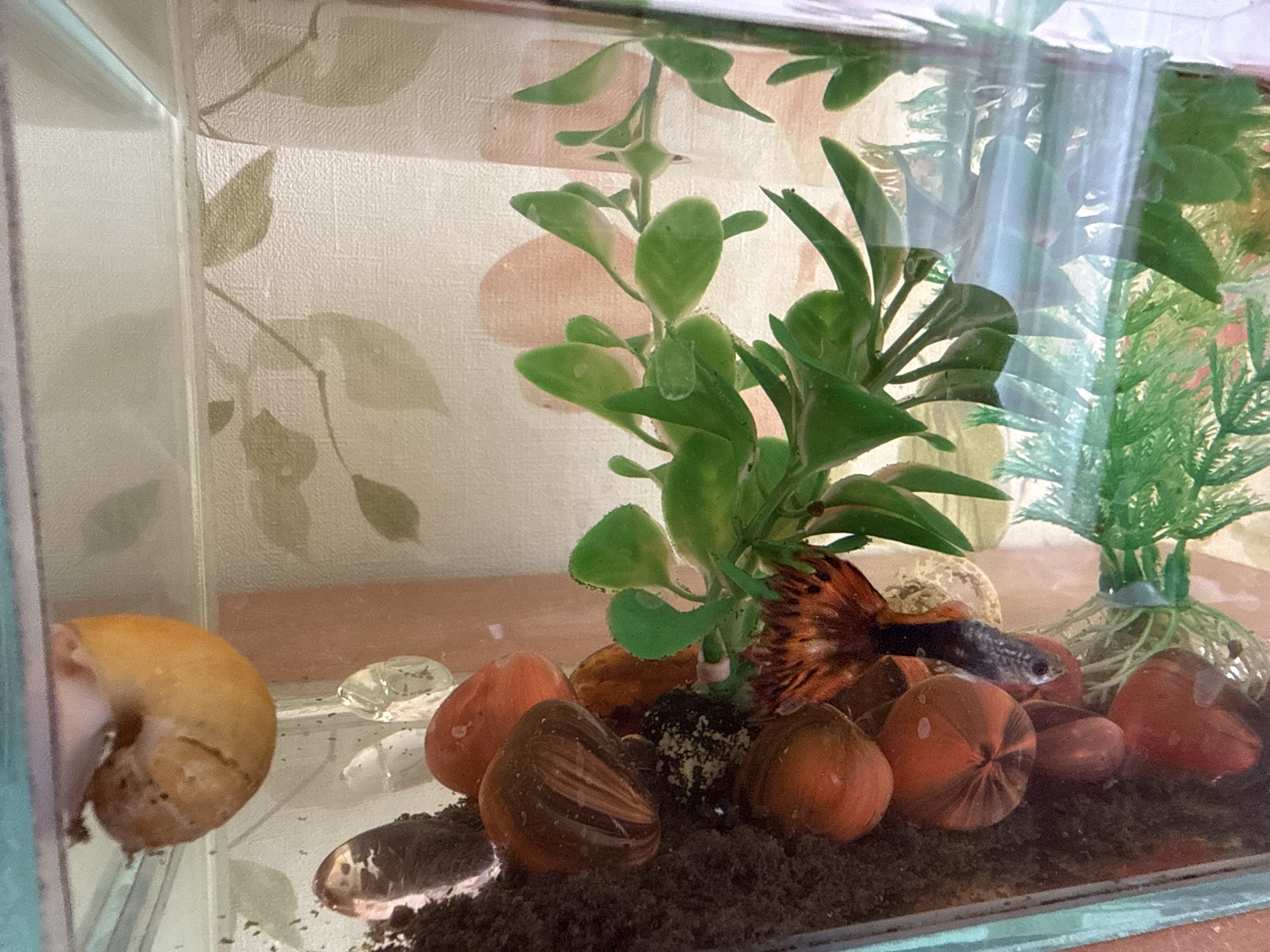 The image captures a close-up view of a freshwater aquarium, showcasing its inhabitants and decor. The primary subjects are aquatic creatures within the tank. On the left side, a large, golden-brown snail is visible, attached to the glass. Towards the center-right, a guppy fish with a vibrant orange and black patterned tail and a speckled grey body swims near the bottom of the tank. In one of the cropped hints, a darker, elongated fish with white markings, resembling a loach, is seen resting on the substrate towards the bottom-left.
The tank itself is made of clear glass. It features artificial green plants, one with broad, rounded leaves dominating the center and another with finer, feathery leaves on the right. The bottom of the aquarium is covered with a dark, fine-grained substrate, likely gravel or sand. Several decorative elements are scattered across the substrate, including smooth, rounded orange pebbles, some striped brown stones, and a few clear, irregularly shaped glass pieces.
The background behind the aquarium is a wall covered in wallpaper. The wallpaper has a light, textured pattern with subtle, faded green leaf motifs and faint, blush-colored shapes, suggesting a soft, natural aesthetic. Reflections of the room's lighting or objects outside the tank are visible on the glass, particularly in the upper right portion, creating some glare and distortion.
The scene depicts a static moment in the life of an aquatic setup; the fish and snail are simply present in their environment. No specific activity beyond existing in the tank is prominently featured. There is no visible text in the image.