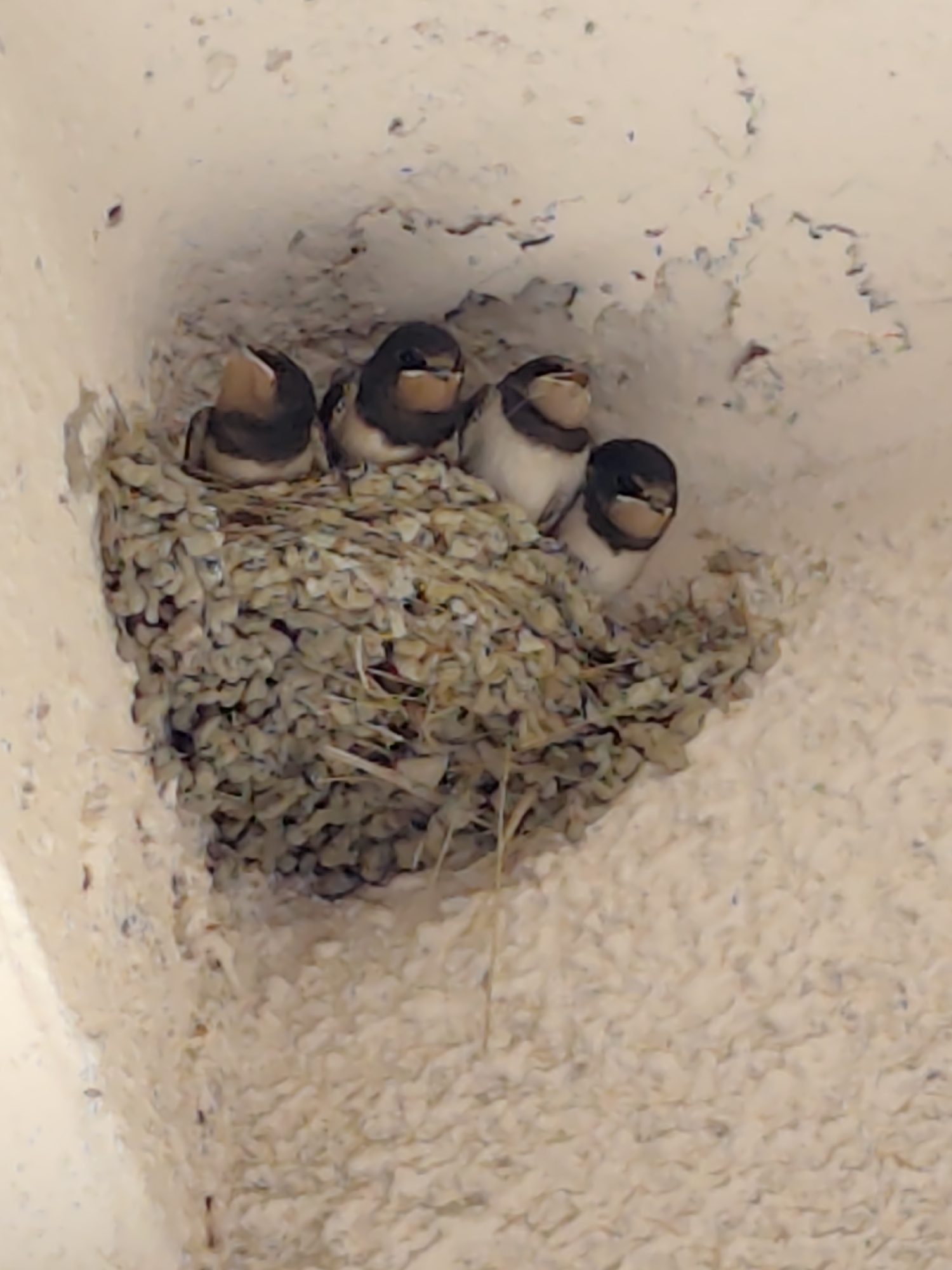 Four young swallows are nestled together in a mud nest, which is attached to the textured, light-colored ceiling of an overhanging structure. The nest is made of twigs, mud, and possibly other nesting materials. The young birds have dark heads and bodies with lighter undersides and open mouths, suggesting they are being fed or are waiting to be fed. The overall impression is a close-up view of a bird family in its natural nesting environment. The image does not contain any identifiable landmarks or features that would allow for specific location in Aktau, Kazakhstan.