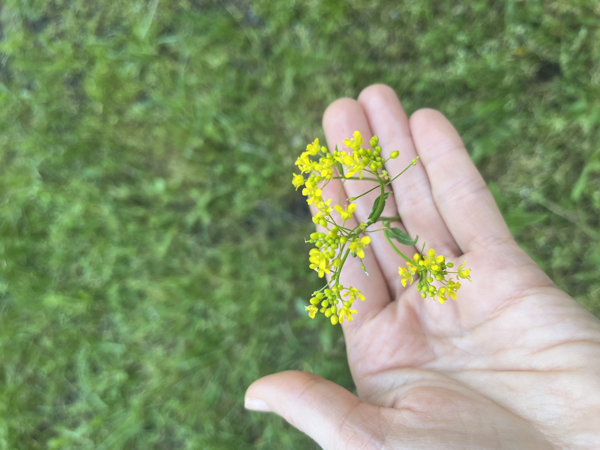 A close-up, slightly blurred, high-angle shot depicts a person's hand holding a small cluster of yellow wildflowers, likely in the city of Krasnodar, Russia. The hand is light-skinned, with visible skin texture and details like wrinkles and veins. The wildflowers are small and yellow, featuring multiple tiny blossoms and buds on slender green stems. The background consists of blurry green grass or foliage, suggesting an outdoor setting, perhaps a garden or park. The focus is primarily on the hand and flowers, with the blurred background serving as context. No other people or distinct objects are visible.
