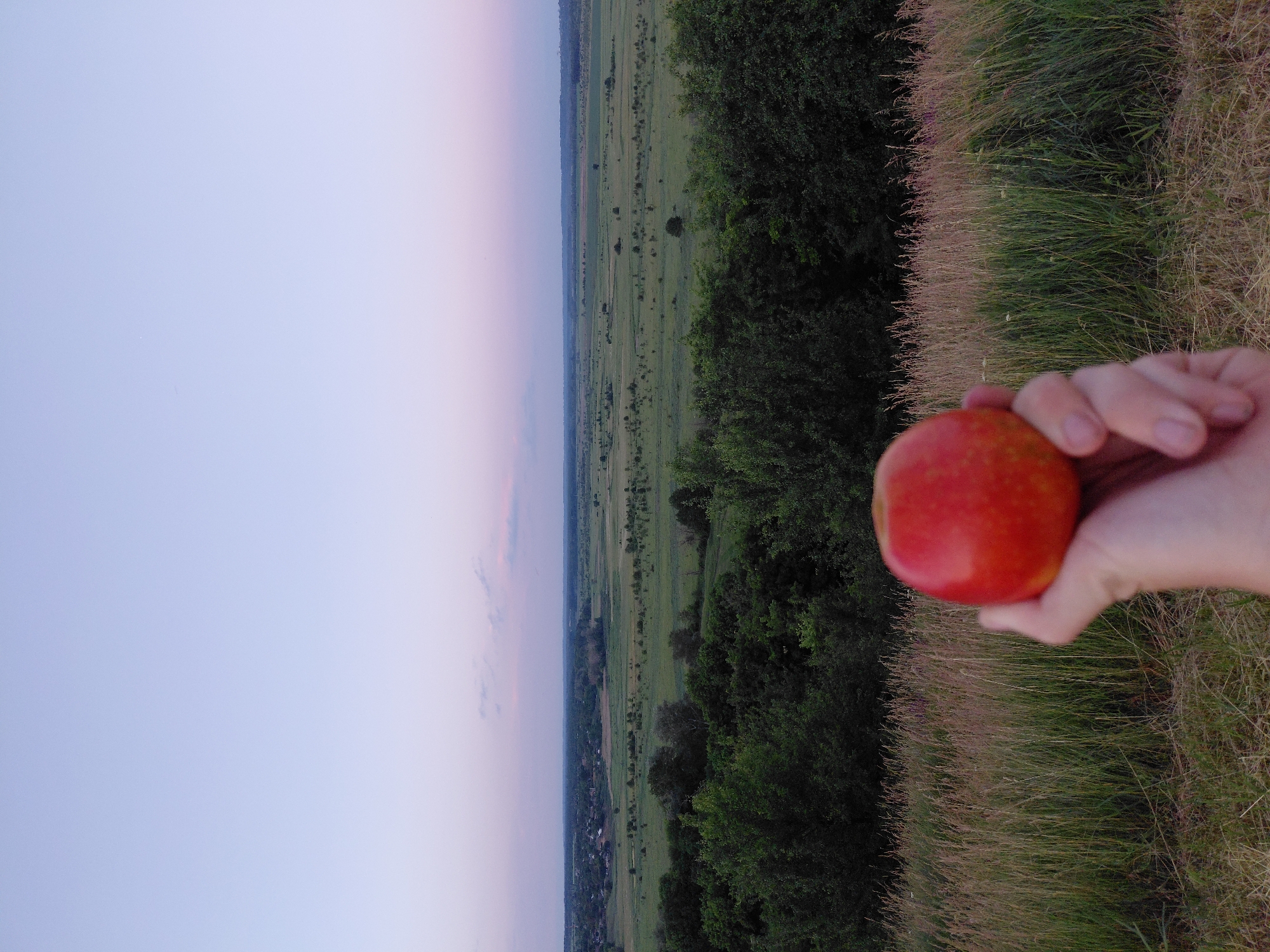 An overhead shot captures a person's hand holding a red apple in the foreground, against a backdrop of a rural landscape at dusk. The hand, with visible fingernails and skin texture, is positioned centrally, obscuring a portion of the lower frame. The apple, round and vibrantly colored, is the focal point in front of the hand. Beyond the hand and apple, a dense line of dark green trees forms a natural border. Behind the trees, a vast expanse of green fields stretches towards the horizon, dotted with occasional shrubs and trees. A faint outline of a village can be seen in the far distance, with buildings and infrastructure barely discernible. The sky above transitions from a pale pink hue near the horizon to a soft, light blue towards the top of the frame, indicating the twilight hour. The image appears to be taken from an elevated position, possibly a hill or viewpoint, overlooking the Ustyvytsia region of Ukraine. The overall atmosphere is serene and tranquil, characteristic of a rural evening scene.