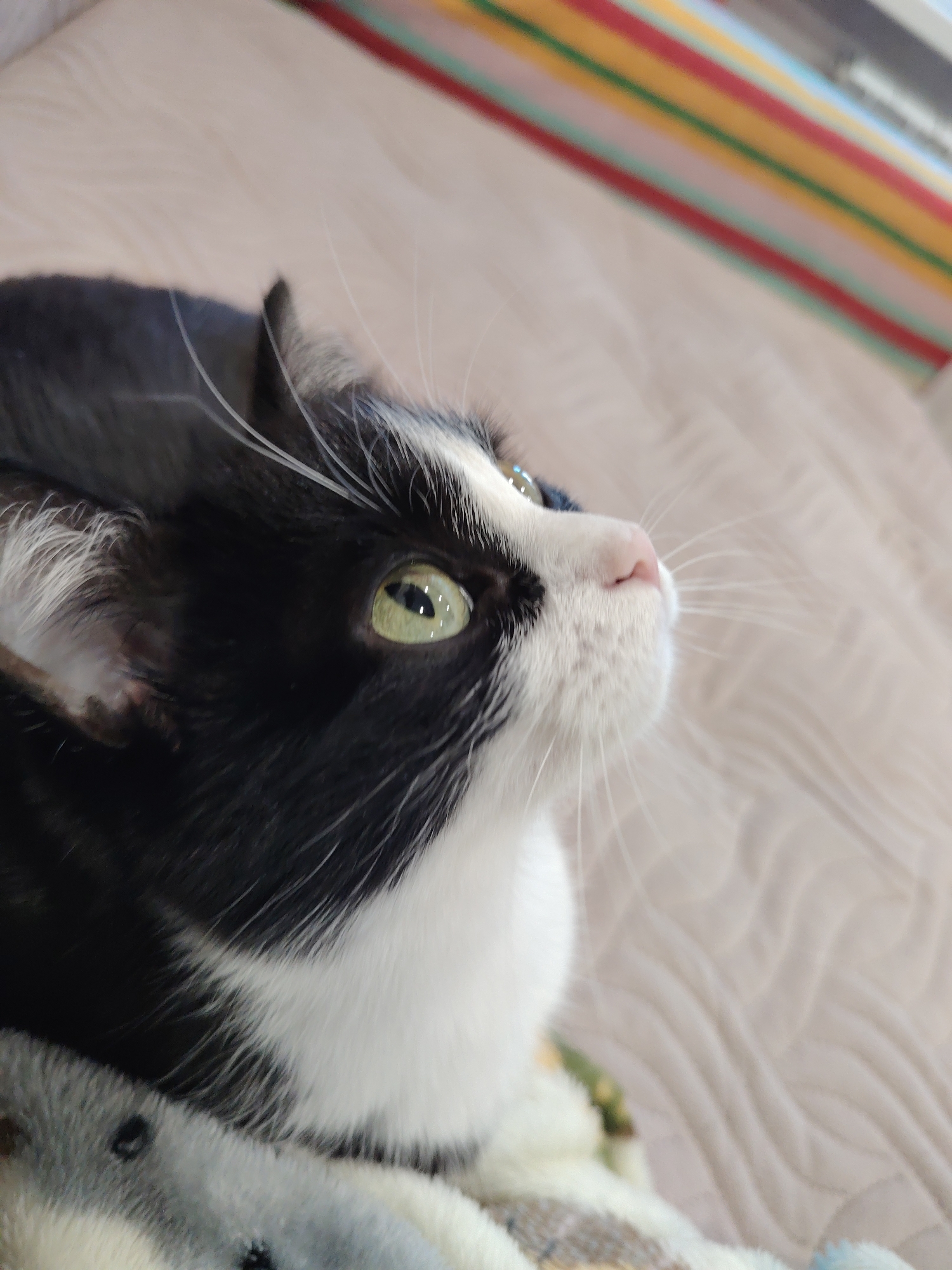 A close-up, side-profile shot focuses on the face of a black and white cat looking upwards and to the right. The cat has bright green eyes, a pink nose, and white whiskers. The background is a textured, light-colored surface with a blurred, striped pattern of red, yellow, green, and blue visible in the upper right corner. The cat appears to be lying down on a soft surface.