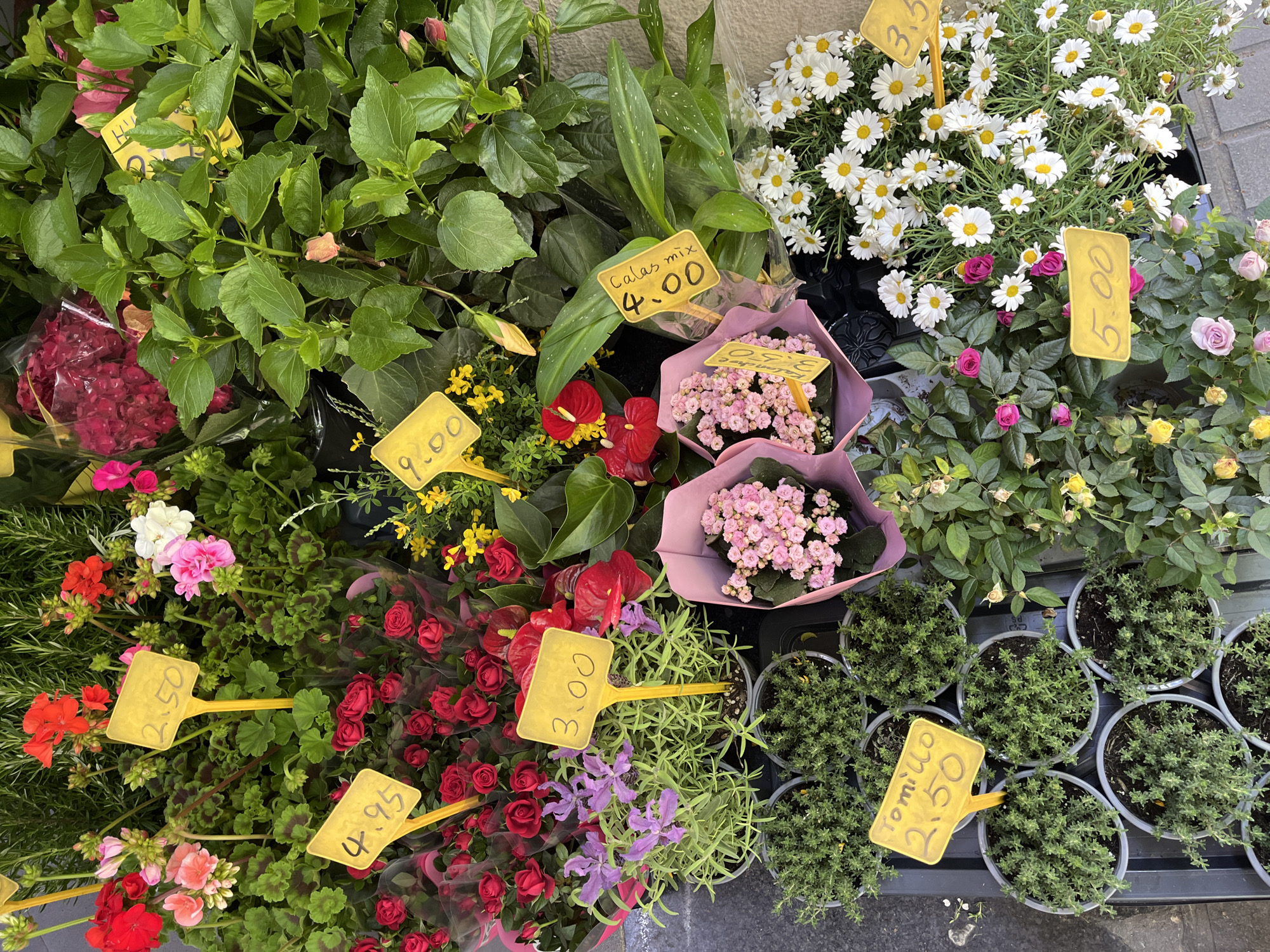 The image captures a vibrant array of plants and flowers displayed for sale, likely in a street market in Barcelona, Spain, given the style of the price tags. The scene is viewed from above, revealing a selection of potted plants and bouquets.
There are numerous types of flowers, including:
- Daisies with white petals and yellow centers.
- Small roses in shades of red, pink, and yellow.
- Bouquets of small pink flowers wrapped in pink paper.
- Red Anthuriums.
- Geraniums in red, pink and white.
Potted herbs, possibly thyme ("tomillo" in Spanish), are also visible. The price tags are yellow, indicating the cost of each item. The environment suggests an outdoor market setting, with a gray pavement visible in the background. The composition emphasizes the abundance and variety of the plants, showcasing the floral offerings.