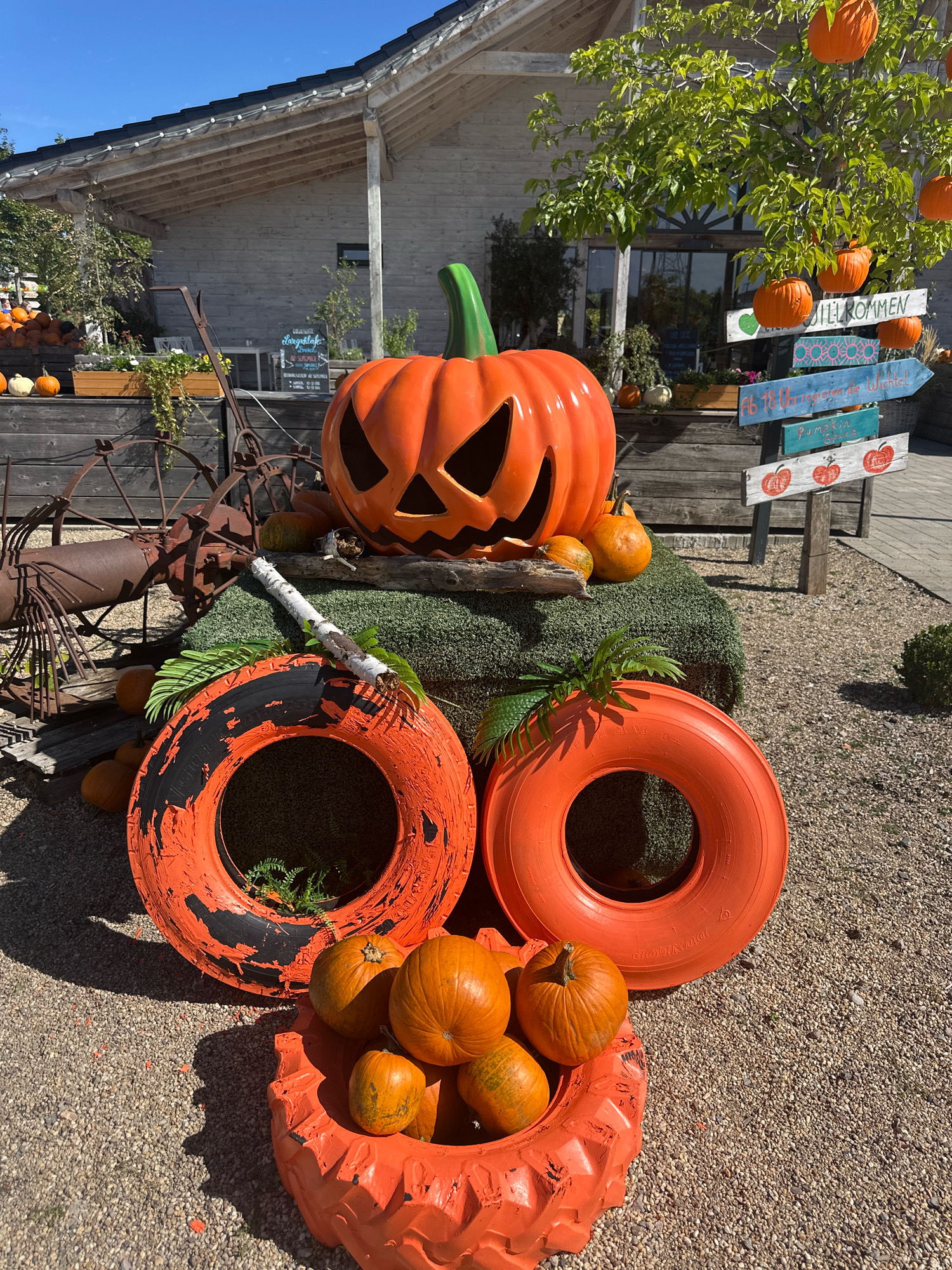 The image depicts a festive outdoor Halloween display in Mechernich, Germany. The foreground features a whimsical arrangement of pumpkins, some real and some artificial, incorporated into a face-like structure. Two large, orange, tractor tire rims serve as the eyes of the face, with the tire on the left showing black and orange weathered paint, and the tire on the right being a solid orange. Below these "eyes" is a lower tire rim, also painted orange, filled with several real pumpkins of varying sizes.
Behind this structure, a large, orange, carved jack-o'-lantern, likely made of plastic, forms the head. It has a green stem and a grinning, carved face. To the left of the jack-o'-lantern, a section of an old, rusty agricultural implement is visible. To the right of the jack-o'-lantern, a tree is adorned with small, real pumpkins hanging from its branches. A wooden signpost with multiple directional signs is also present, some of which have text written in German.
In the background, a rustic wooden building with a covered porch and exposed beams can be seen. String lights are attached to the edge of the porch roof. The overall environment is outdoors, with a gravel-covered ground. The lighting suggests a sunny day, casting shadows on the ground. The scene is set up as a seasonal decoration, likely for a farm or a local business celebrating autumn and Halloween.