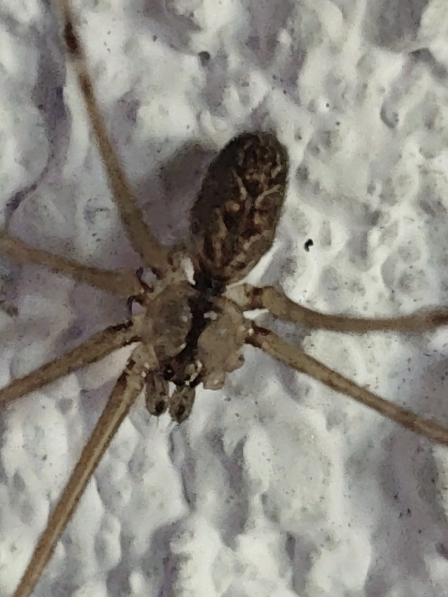 The image shows a close-up of a spider, likely a cellar spider (Pholcidae), on a textured, light-colored surface, possibly a wall. The spider has a small, elongated body with long, slender legs. The surface appears to be rough, with visible bumps and crevices. No people, location information, or other objects are visible.