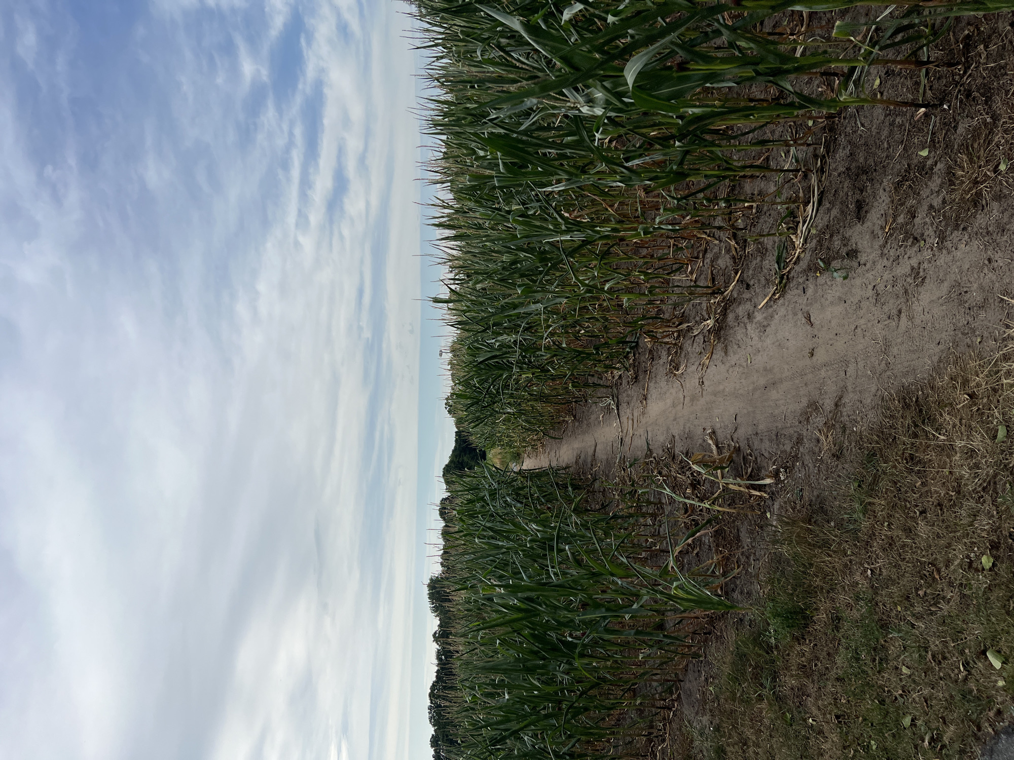 An eye-level, medium outdoor shot shows a dirt path winding through a tall cornfield under a partly cloudy sky. The path is in the center of the frame and recedes into the distance. On either side of the path, the corn stalks are tall and green with some dried leaves at the bottom. In the background, a line of trees is visible against the horizon. The sky is a mix of blue and white clouds.