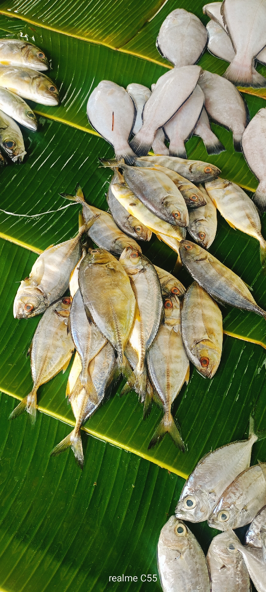 A top-down, medium shot captures a variety of fresh fish displayed on large, vibrant green banana leaves. The leaves are laid out flat, providing a natural and rustic presentation. In the upper right quadrant, a cluster of flat, white fish, possibly flounder or similar species, are arranged in overlapping layers. Their bodies are pale and uniform in color, with tails pointed upwards.
To the left of the flat fish, and forming the majority of the image, is a large pile of smaller, silver-scaled fish. These fish are elongated and have distinct reddish-orange eyes. They are tightly packed together, creating a visually dense arrangement. Some of these fish appear to have faint yellow streaks along their sides. The lighting is bright, highlighting the textures and scales of the fish, and casting subtle shadows on the banana leaves. A small insect is visible on one of the silver fish, and another on the banana leaf, suggesting an outdoor or market setting.
The overall impression is of a fresh seafood display, likely at a local market. Given the context provided, this scene could be representative of a market stall in the city of Lhokseumawe, Indonesia, known for its fishing industry and abundant seafood. The "realme C55" watermark in the bottom right corner indicates the image was captured with a specific mobile device.
