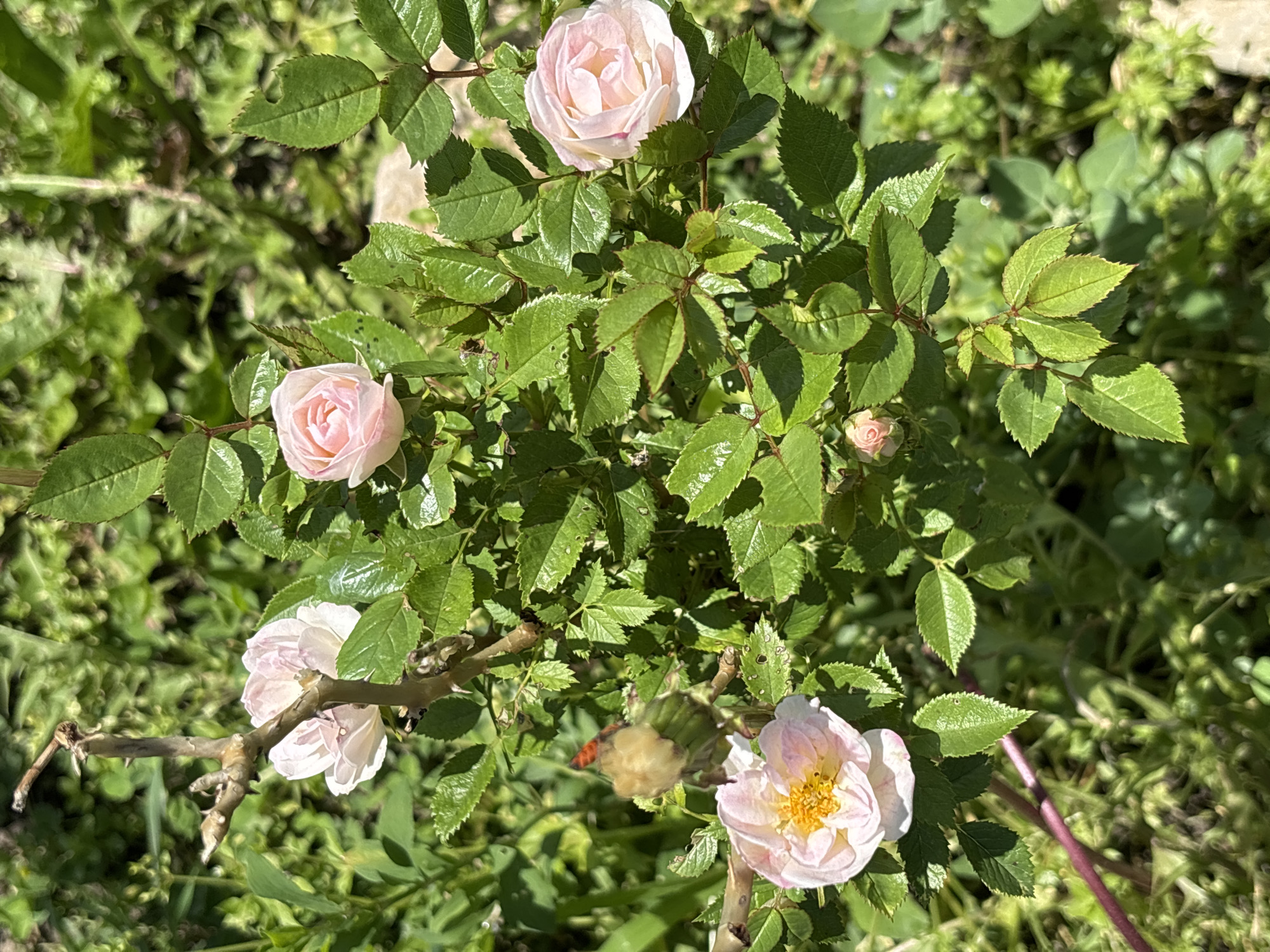 The image captures a rose bush with several pink roses in bloom, located outdoors. The roses vary in stage of bloom, from tight buds to fully opened flowers with visible yellow centers. The leaves of the rose bush are green and have a toothed edge. Some branches are bare, indicating previous blooms or pruning. The background consists of other greenery and hints of a natural setting. The specific location in Gorna Lipnitsa, Bulgaria, is not discernible from the visual information provided.