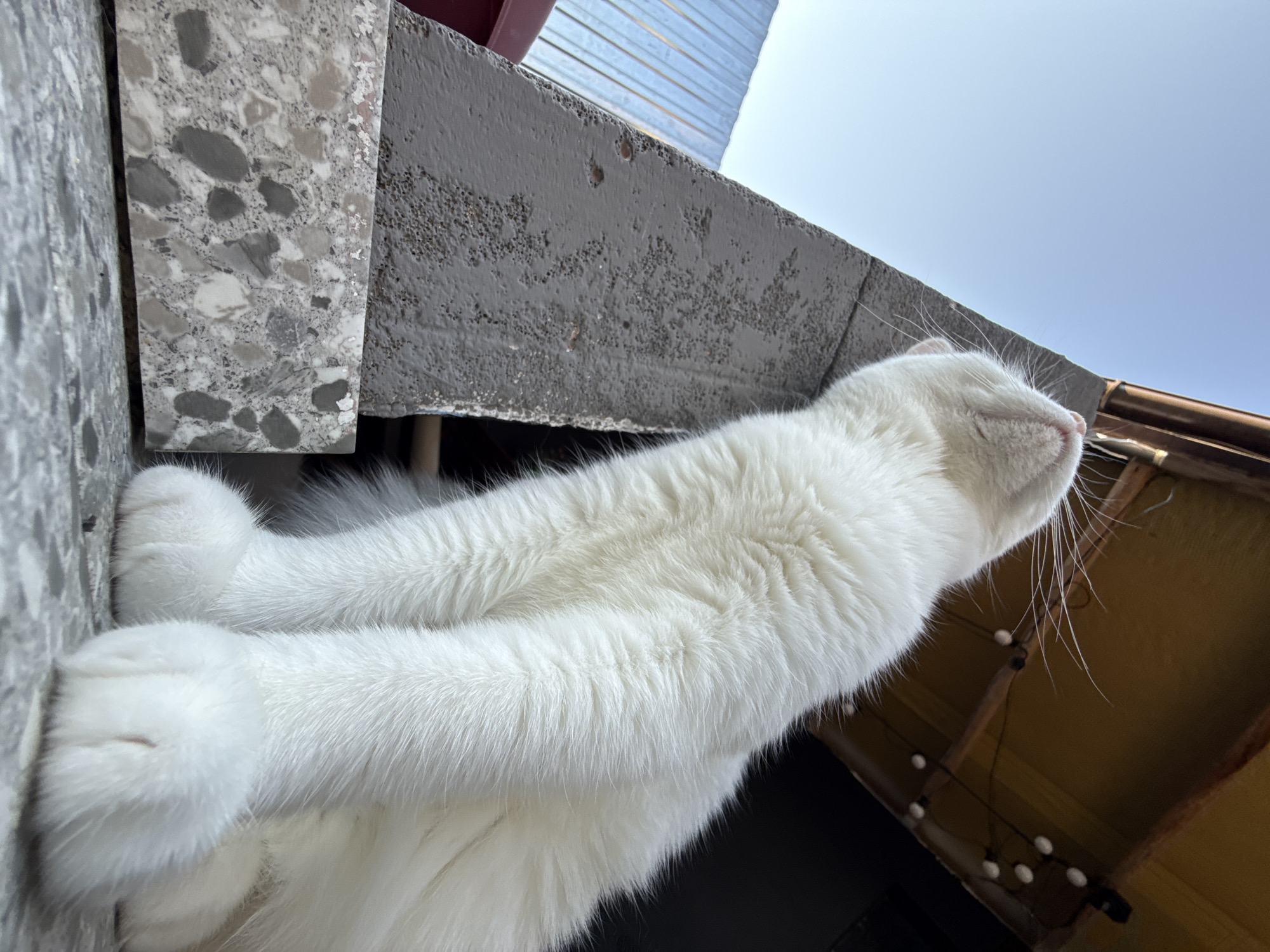 A low-angle, close-up, outdoor shot captures a fluffy white cat resting on a textured surface, looking upwards. The cat's fur is pristine white, with long white whiskers extending outwards. Its head is tilted back, revealing its nose and mouth. The background is a blur of blues and yellows, suggesting a clear sky and a covered structure with lights. In the foreground, a gray concrete structure and a piece of terrazzo material are visible. The cat's front paws are resting on the ground in front of it.