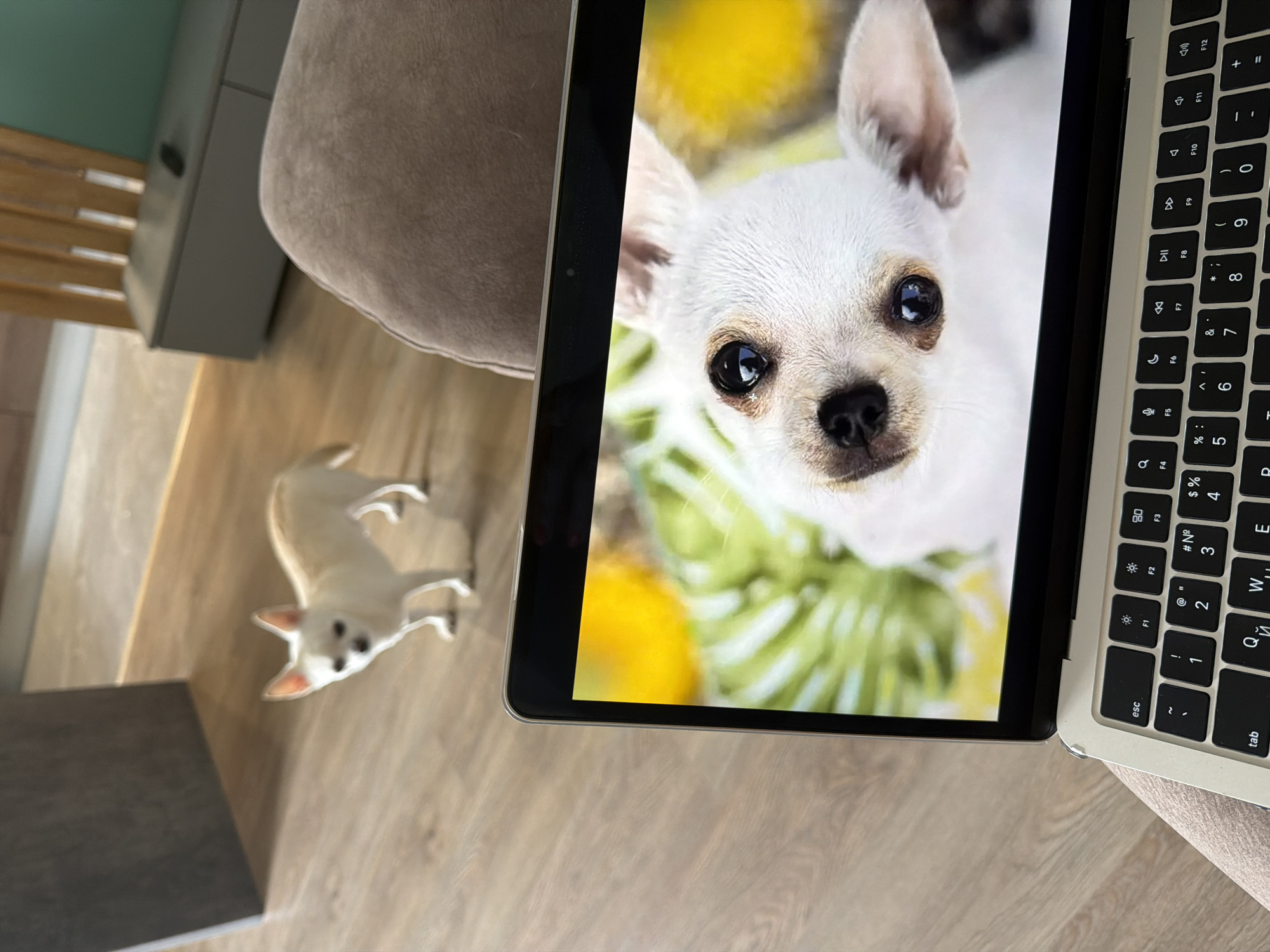 In a dimly lit indoor setting, a small, light-colored Chihuahua stands on a wooden floor. The dog is looking towards the camera. In the foreground, a laptop is open, displaying a close-up image of a white dog's face with large, dark eyes. The laptop is positioned on a light-colored, plush surface, possibly a sofa. The background shows a modern interior with a gray cabinet and a slatted wooden partition. The overall scene appears to be a home environment. There is no information in the image to suggest the location is in Birobidzhan, Russia.