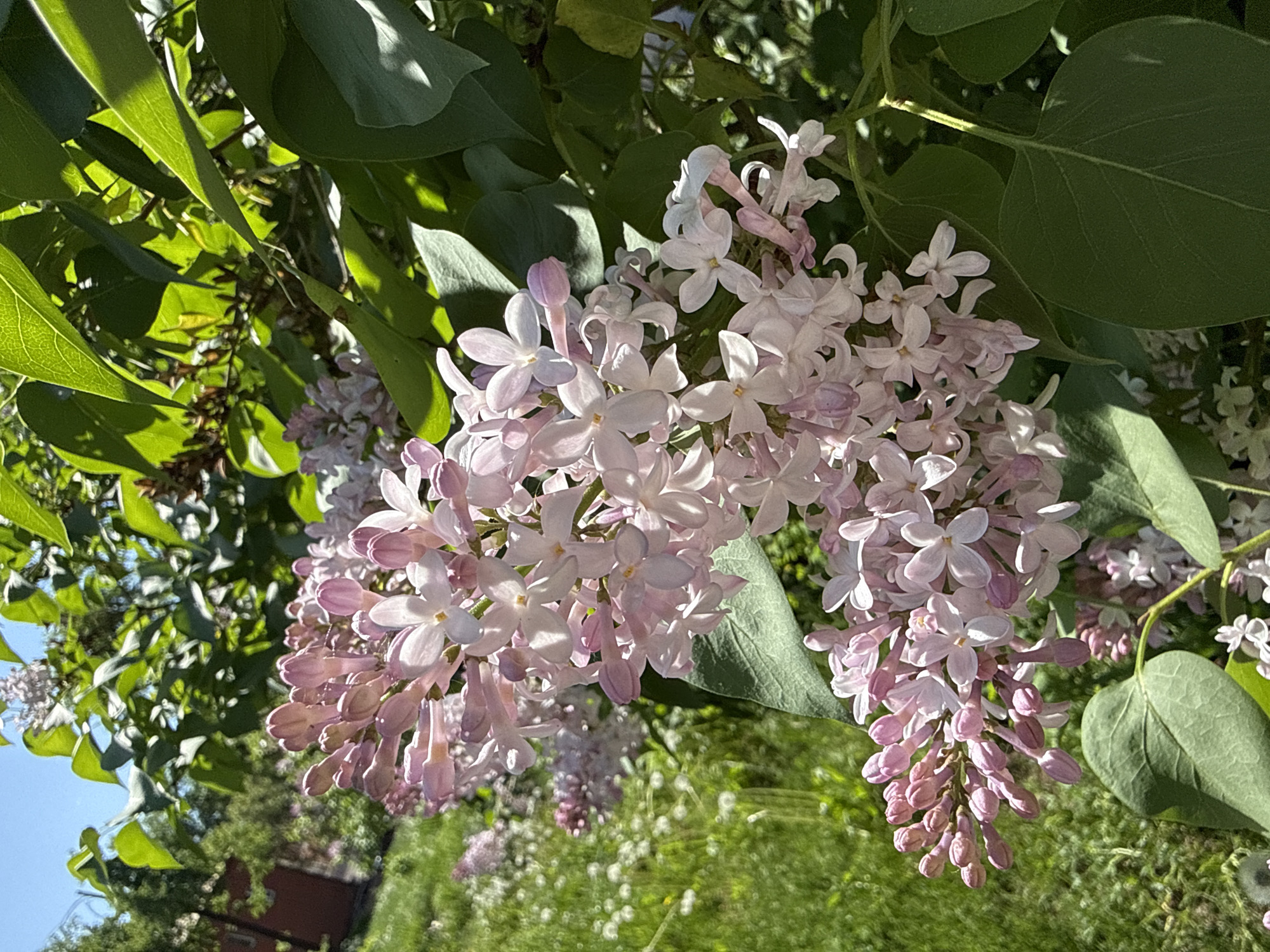 The image features clusters of pale pink and white lilac blossoms in full bloom, interspersed with green leaves of the lilac bush. The blossoms are the central focus, some in full bloom, others still in bud form. Sunlight illuminates the scene, creating highlights and shadows on the leaves and petals. In the background, there are glimpses of a green grassy area and other vegetation. There is no indication of the location within Votkinsk, Russia. No people, actions or interactions are visible in this scene.
