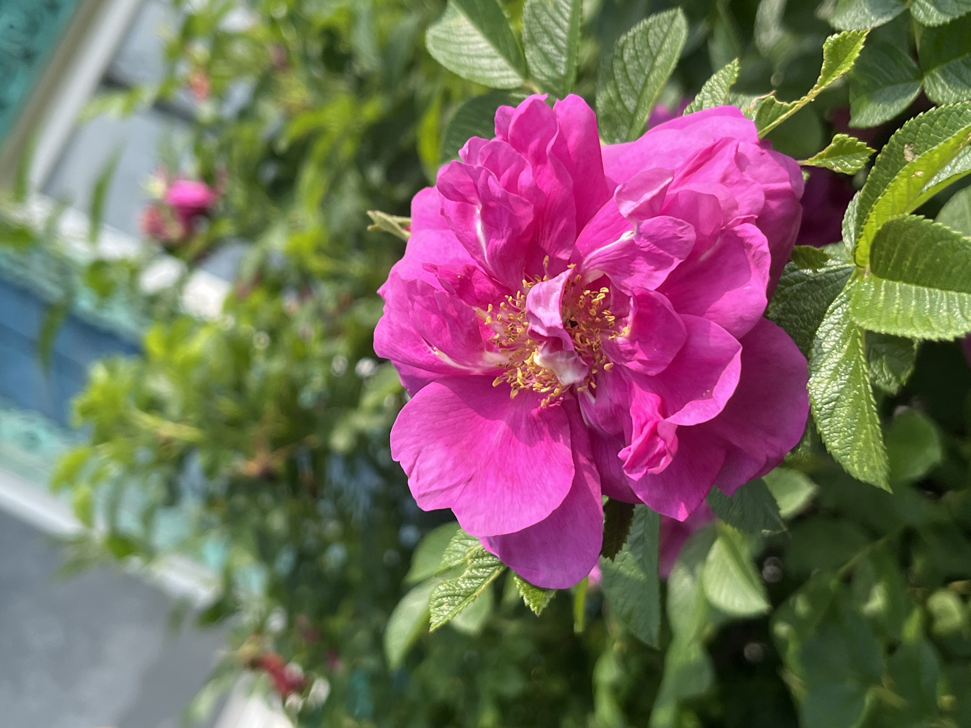 A close-up, low-angle, vertical shot captures a vibrant pink rose in full bloom against a blurred background of lush green foliage and hints of a building structure. The rose is the primary subject, with its intricate layers of petals and a prominent center filled with yellow stamens. Sunlight illuminates the flower, creating bright highlights and casting subtle shadows that accentuate the petal's texture. The surrounding leaves are detailed, showing serrated edges and a slightly crinkled surface. The out-of-focus background suggests an outdoor setting, possibly a garden or park, within the city of Nizhny Tagil, Russia, where the natural beauty of the flora is on display. The overall impression is one of natural beauty and vibrant life.