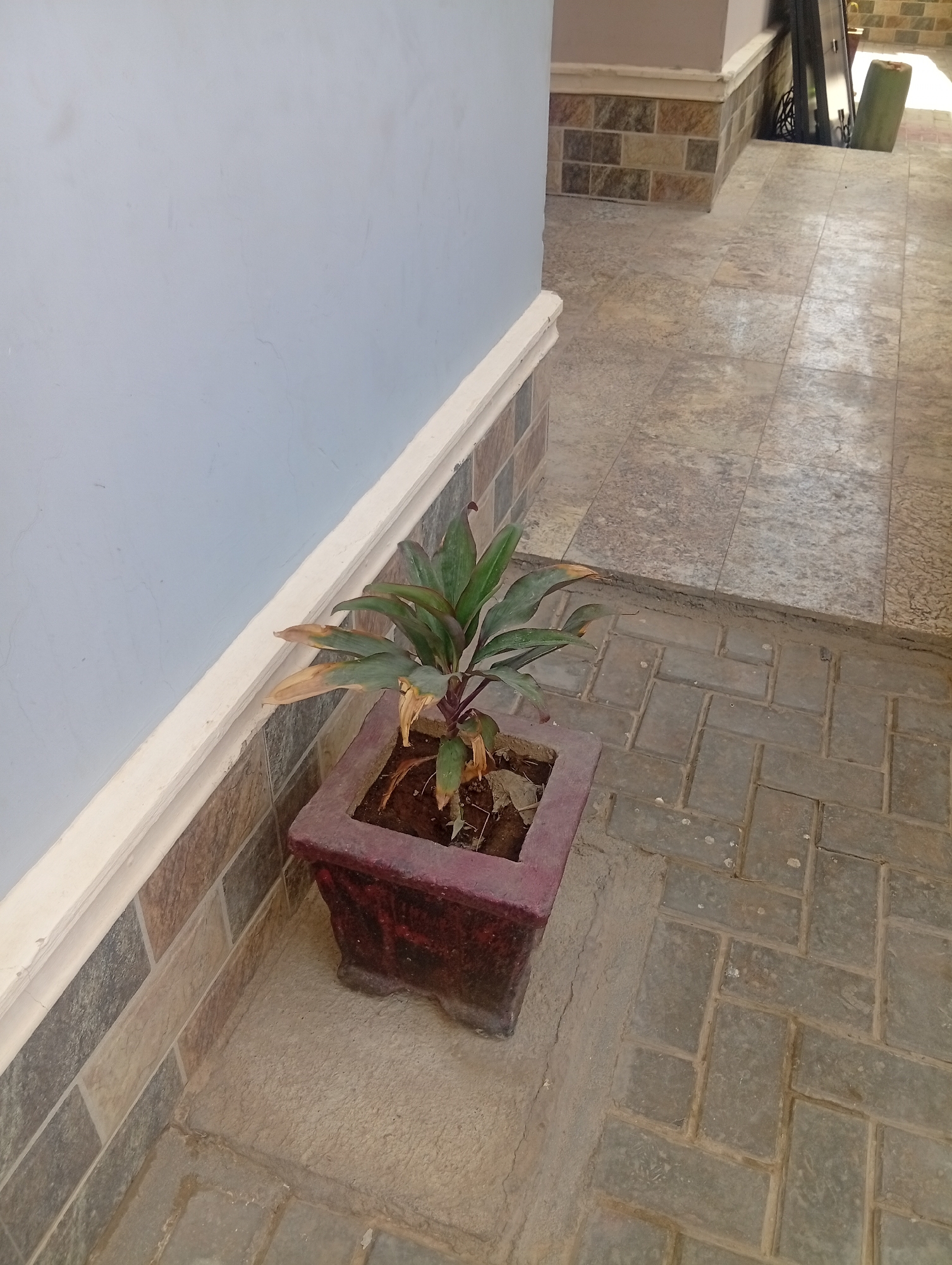 A potted plant is placed next to a building wall in what appears to be an outdoor area. The plant has green and browning leaves and is potted in a red, square container. The building wall is pale blue on the top with a tiled pattern on the lower section. The ground is paved with gray tiles. The background shows a walkway with different colored tiles and a glimpse of objects including a green cylinder. The scene appears to be a residential or commercial property in Aviation Quarters, Nigeria.