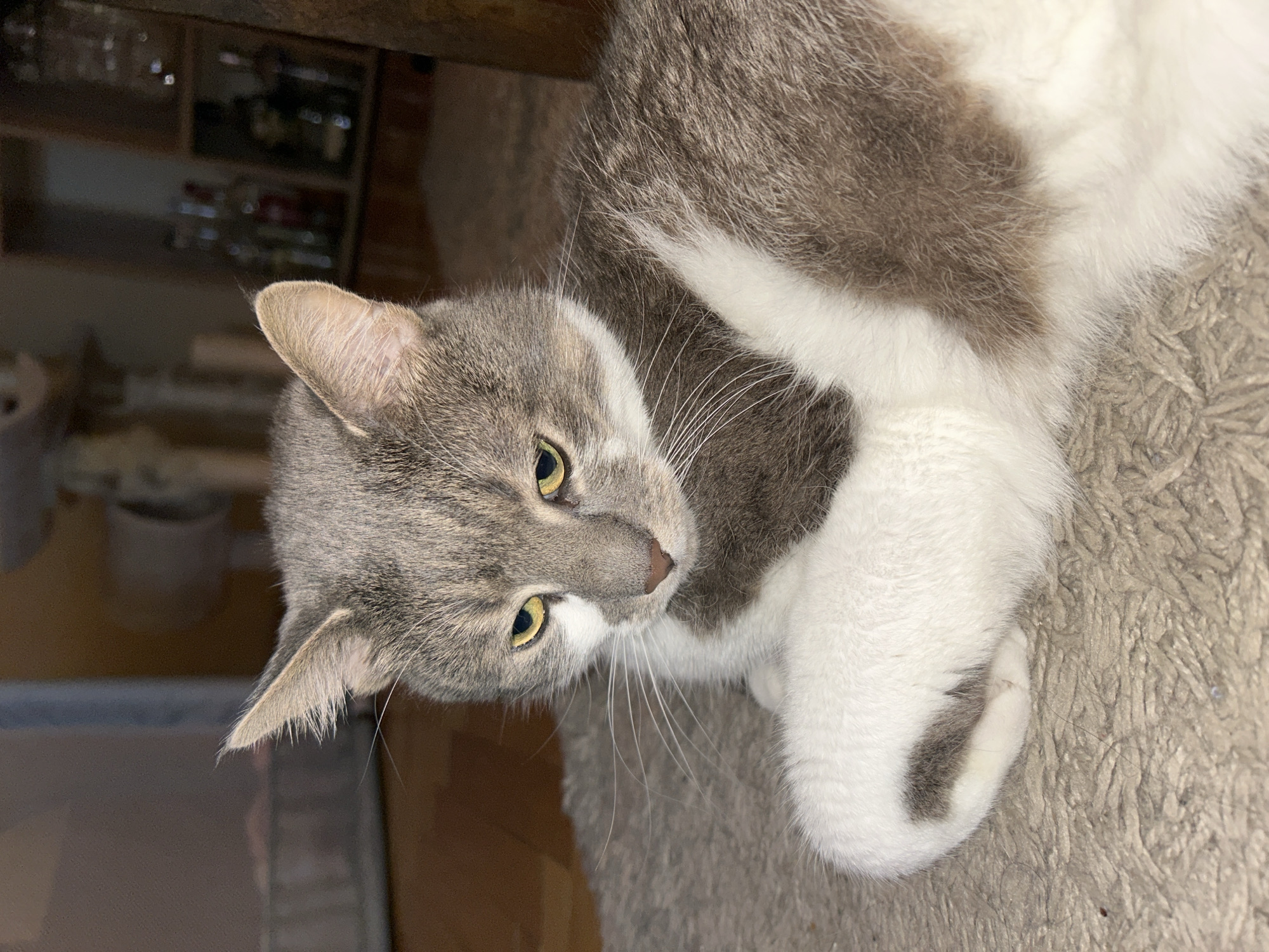The media file shows a domestic cat lying on a textured, beige carpet. The cat is primarily grey and white, with distinct tabby markings on its head and body. Its eyes are a bright yellow, and it has long white whiskers. The cat is positioned on its side, with its paws curled up. The background is blurred, but appears to be an indoor setting with wooden furniture and shelves containing various items, possibly in a kitchen or pantry. The lighting suggests it is daytime, but could also be indoors with artificial light. The cat's gaze is directed slightly away from the camera, and its expression appears relaxed. There is no visible text in the media file. The location context is Sofia, Bulgaria.