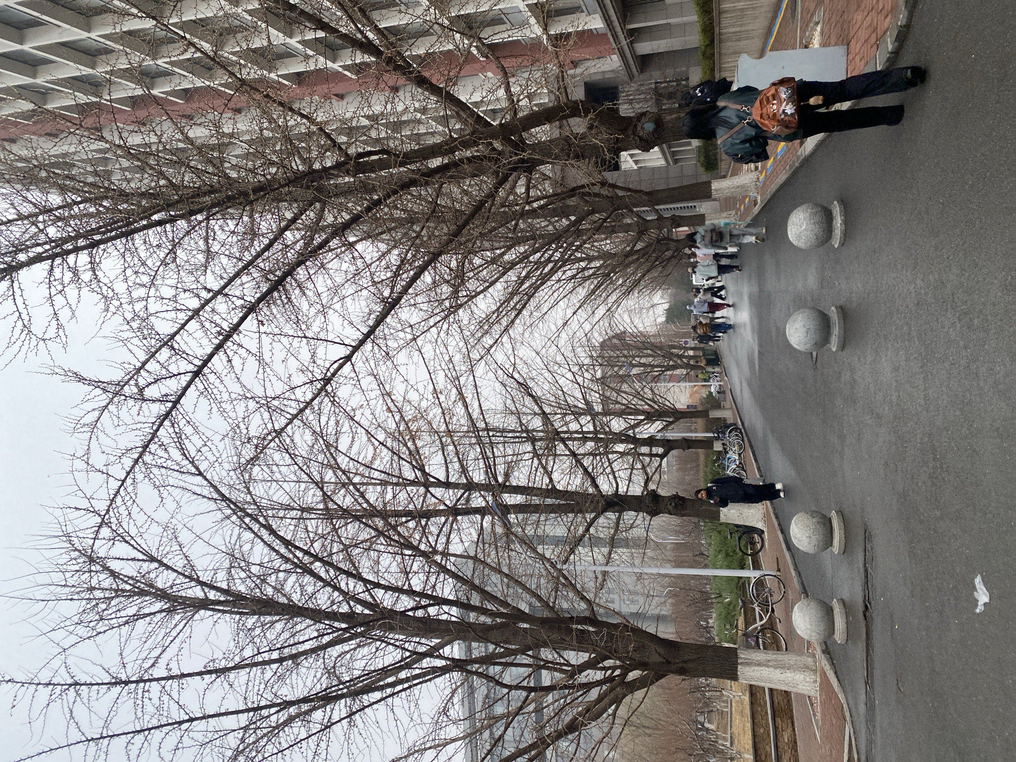 The scene is an outdoor shot of a tree-lined street in Zhongtun, China. A row of leafless trees lines the street, their bare branches dominating the sky. A multi-story building with a facade of small, grid-like windows stands parallel to the road. People are walking along the street, some in groups, and others alone. The road is wet, suggesting recent rain. On the side of the road, there are spherical concrete bollards, interspersed with bicycles.