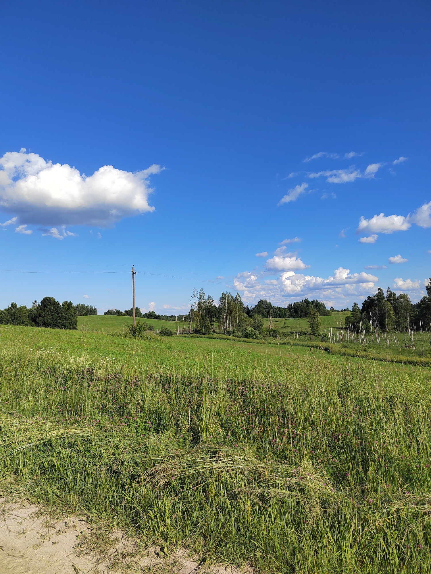 The image depicts a wide, pastoral landscape under a bright blue sky dotted with fluffy white clouds. The foreground is dominated by a vibrant green meadow filled with tall grass, some of which appears to have been recently mown and lies in windrows. Small purple wildflowers are scattered throughout the grass.
In the middle ground, the terrain gently slopes upward, forming rolling green hills. A lone wooden utility pole stands prominently in the field, with power lines extending horizontally across the frame. Beyond the pole, a line of trees marks the horizon, with a mix of deciduous trees and birches visible. Some dead, white-barked trees are also present, adding a stark contrast to the lush greenery.
The scene suggests a clear, sunny day, likely in the late morning or early afternoon, given the bright lighting and shadows. The overall atmosphere is tranquil and serene, evoking a sense of rural peace. There are no people or specific activities immediately apparent, making it a still-life portrayal of nature. The location is not specified, but the landscape is consistent with a temperate rural or agricultural area. No text is visible in the image.