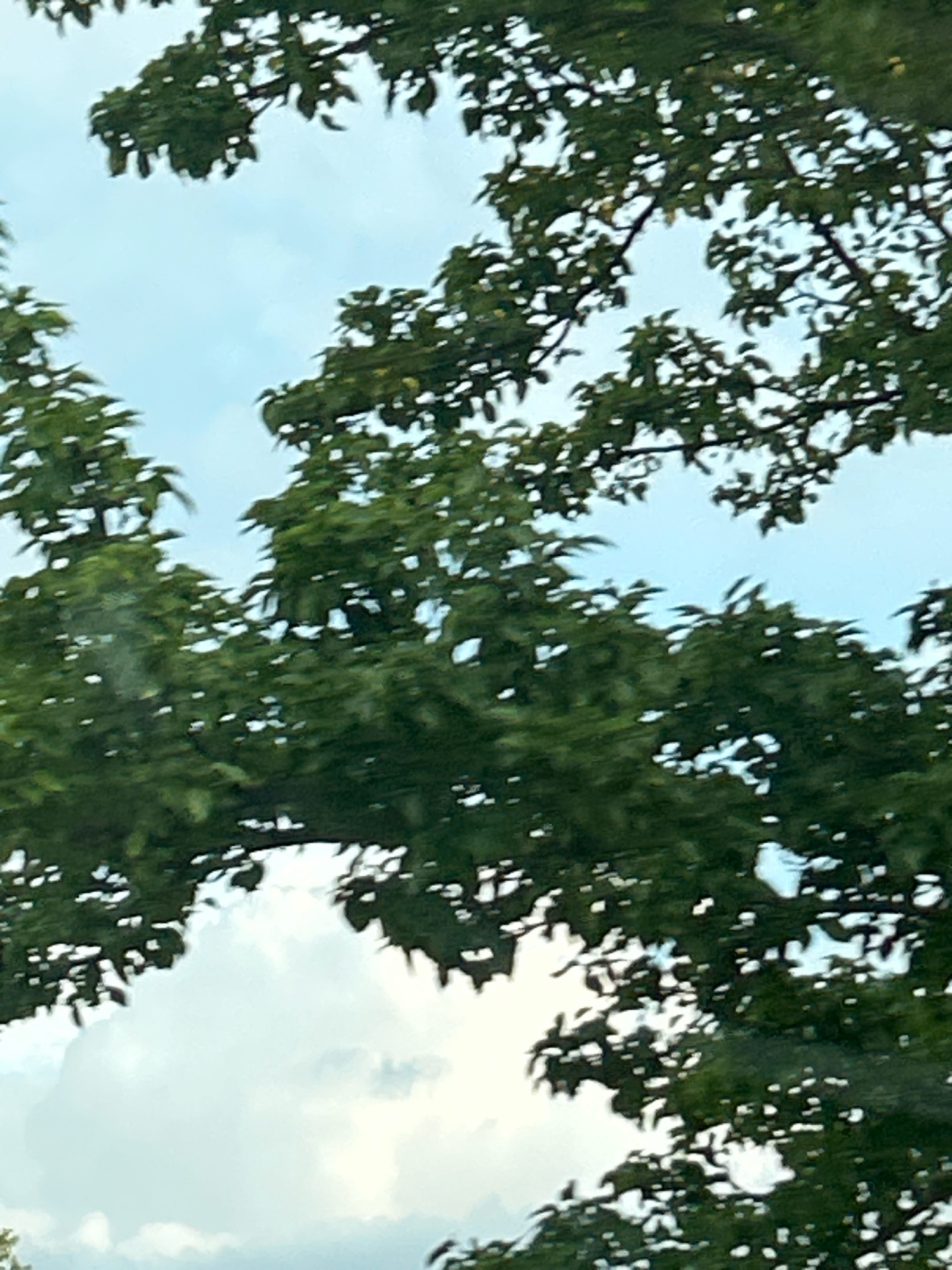 The image shows a close-up, slightly blurred view of green tree leaves against a light blue sky with some white clouds. The leaves are dense and form a canopy, with branches visible through the foliage. The perspective is looking upwards into the trees. There are no people or man-made objects clearly visible in the frame. The scene appears to be outdoors, likely in a natural or park-like setting.
