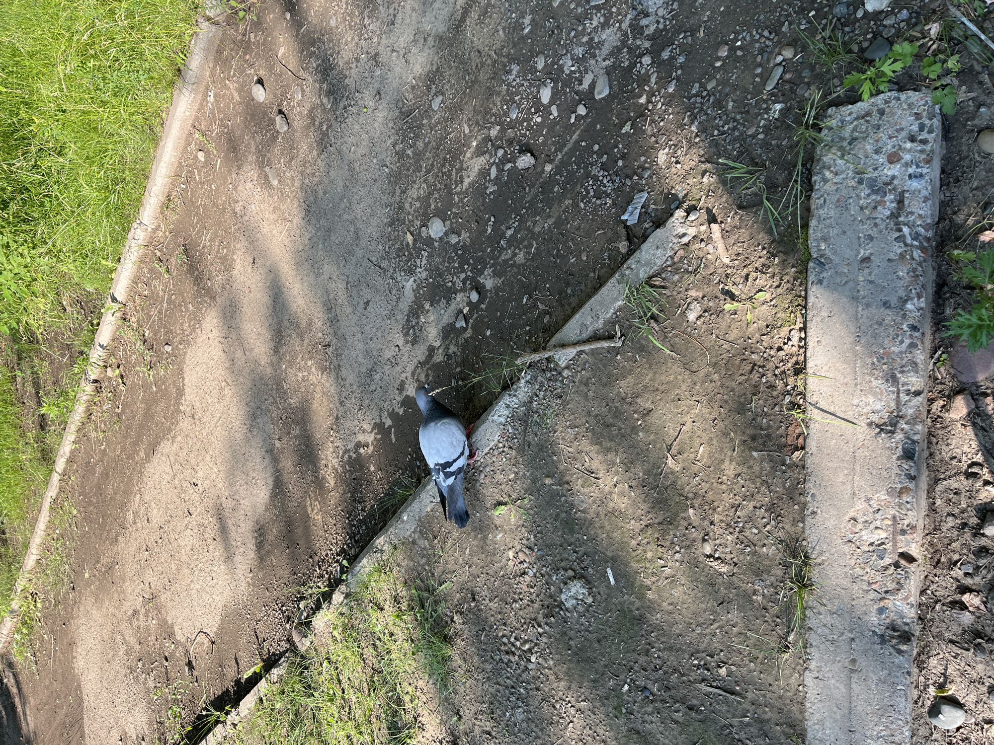 A pigeon stands on a dirt path in an outdoor, possibly urban, setting. The pigeon is predominantly gray with white markings on its wings and chest, and it has red legs and feet. The path is composed of dirt, gravel, and some scattered stones. A concrete curb runs along the edge of the path, separating it from an area of green grass and vegetation. Sunlight casts shadows across the scene, indicating it is daytime. There are no visible people or other animals. The image appears to be taken at ground level, offering a close-up view of the pigeon and its immediate surroundings. The overall environment suggests a park, sidewalk, or a similar public outdoor space.