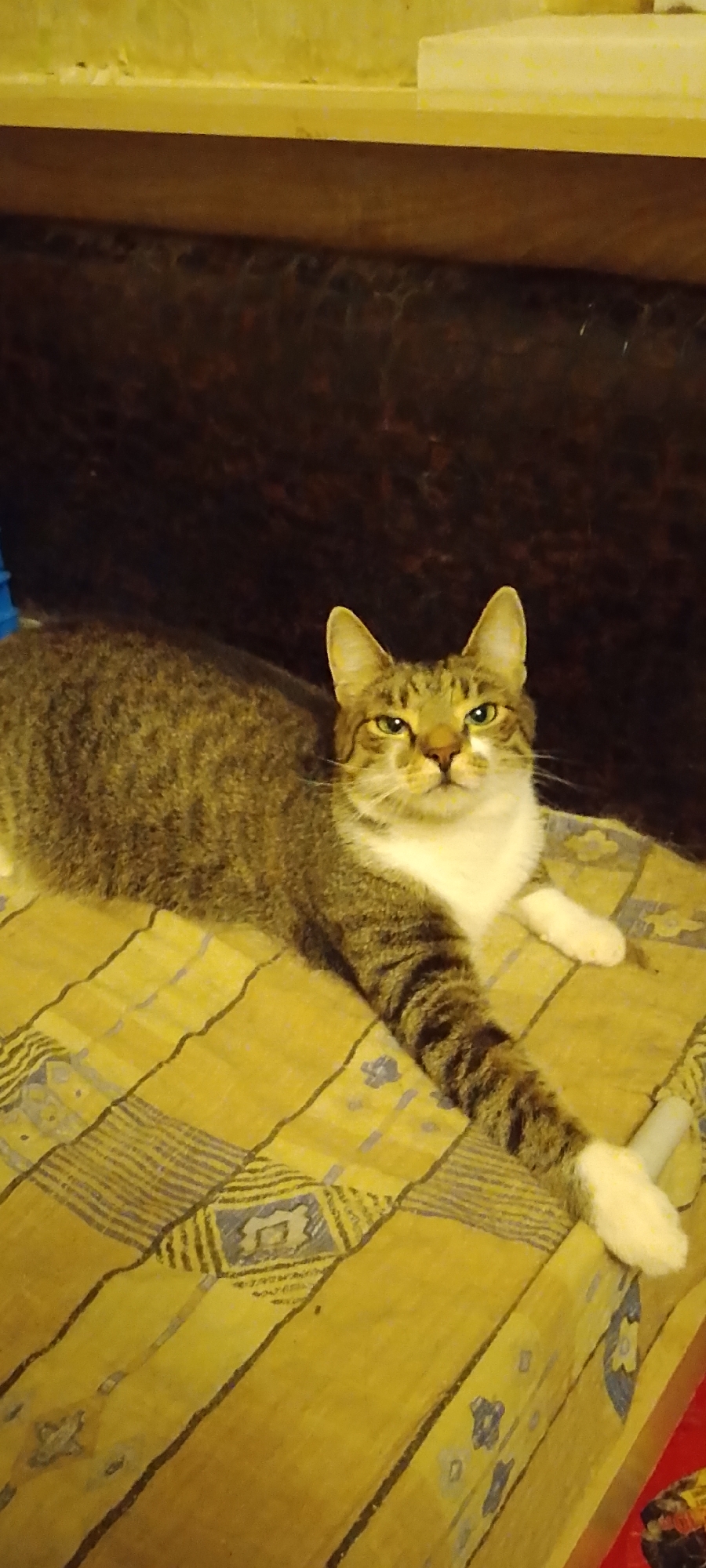 A tabby cat with green eyes is lying on a yellow blanket with a patterned design. The cat is facing the camera and its body is angled to the left. Its right front paw is extended towards the camera. The background is dark and out of focus, with a hint of a wooden surface above. The scene is indoors, and no specific location in Belgorod, Russia is discernible from the image.