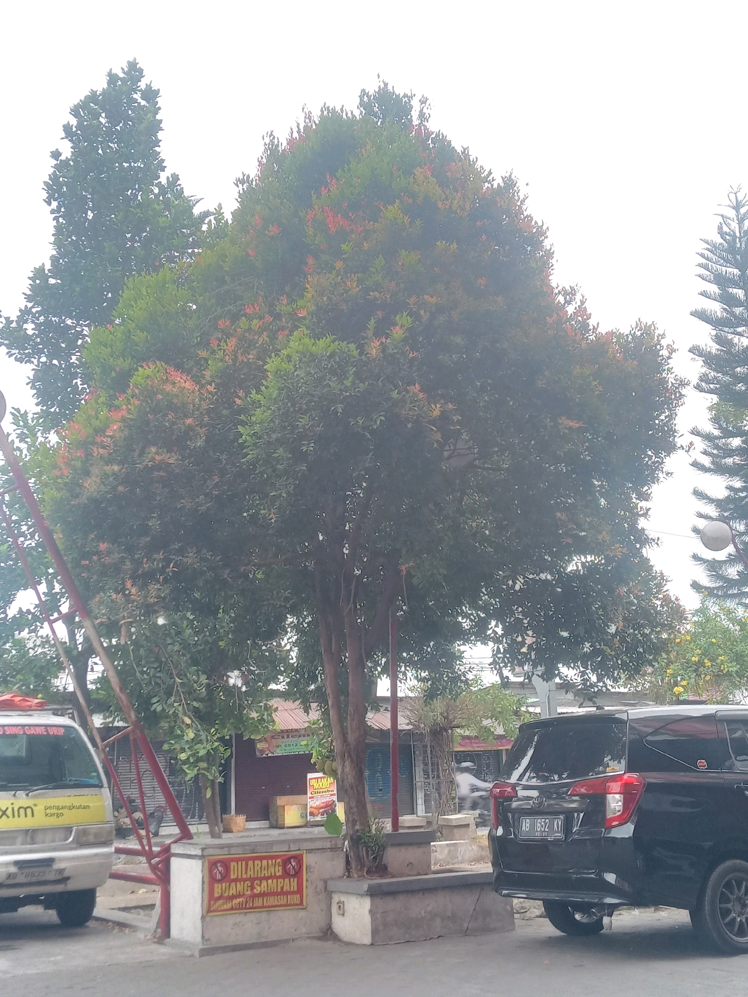 The image captures an outdoor scene in Depok, Indonesia, likely along a street. A large, leafy tree with red and green foliage dominates the center of the frame. To the left, a portion of a white utility van with the logo "Maxim pengangkutan kargo" is visible, featuring a license plate reading "AB 8835 TK". A red metal structure stands next to the van. In front of the large tree, a concrete barrier is present, adorned with a sign that reads "DILARANG BUANG SAMPAH" (No Littering) with pictograms of a crossed-out trash can and a person. A black SUV with the license plate "AB 1652 KY" is parked to the right of the barrier and tree. Behind the tree, a row of low-rise buildings with red roofs is visible, suggesting a commercial or residential area. A distant pine tree is seen to the far right, and yellow flowers are blooming on a shrub in the lower right corner. The sky is overcast and white.