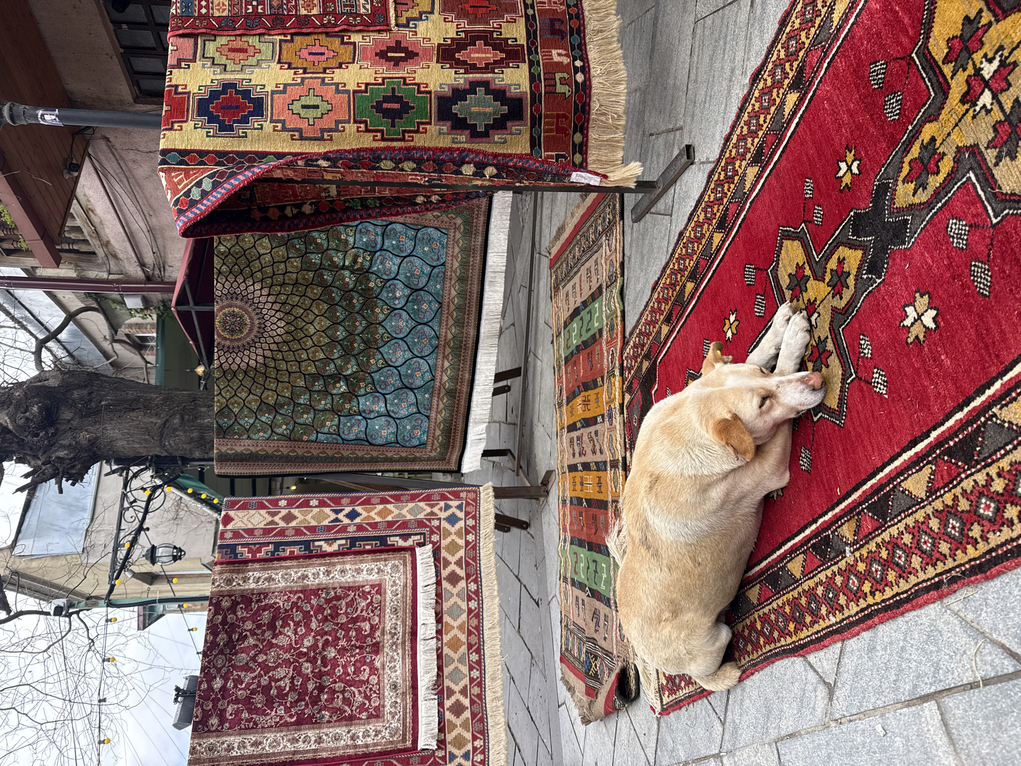 A dog sleeps on a red rug, positioned on the sidewalk in front of a rug shop in Tbilisi, Georgia. Several rugs hang on a metal rack. Above the rugs and partially obscured by bare tree branches is a building with exterior lights. The sidewalk is paved with light grey tiles.