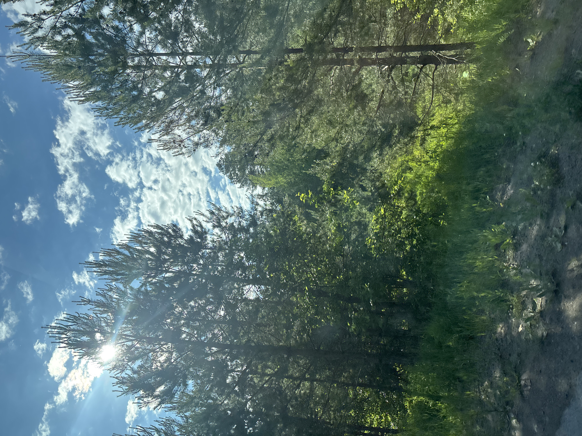 The image captures a vibrant, sun-drenched forest scene, viewed from a low angle, looking upwards through the trees. Tall, dense evergreen trees, likely conifers with needle-like foliage, dominate the frame, their trunks and branches extending vertically and horizontally across the composition.
On the left side, a bright blue sky is visible, adorned with scattered, fluffy white clouds. The sun, a prominent light source, shines intensely from the upper left, casting strong rays and creating a noticeable lens flare as it filters through the tree canopy. This indicates a clear and sunny daytime.
The sunlight illuminates various parts of the foliage, creating a dynamic play of light and shadow. Some areas of the trees and undergrowth appear a brilliant, almost luminous green, particularly in the lower-central and right portions of the image, while other areas remain in deeper shadow.
On the right side of the image, a partially shaded dirt path or forest floor is visible, running through the woods. It is bordered by more trees, green grass, and low-lying vegetation. There are no human figures, animals, or man-made structures present, emphasizing the natural, untouched quality of the landscape. The scene conveys a sense of tranquility and the beauty of nature on a bright day. No text is visible. The location context places this natural setting in Chaikovsky, Russia.