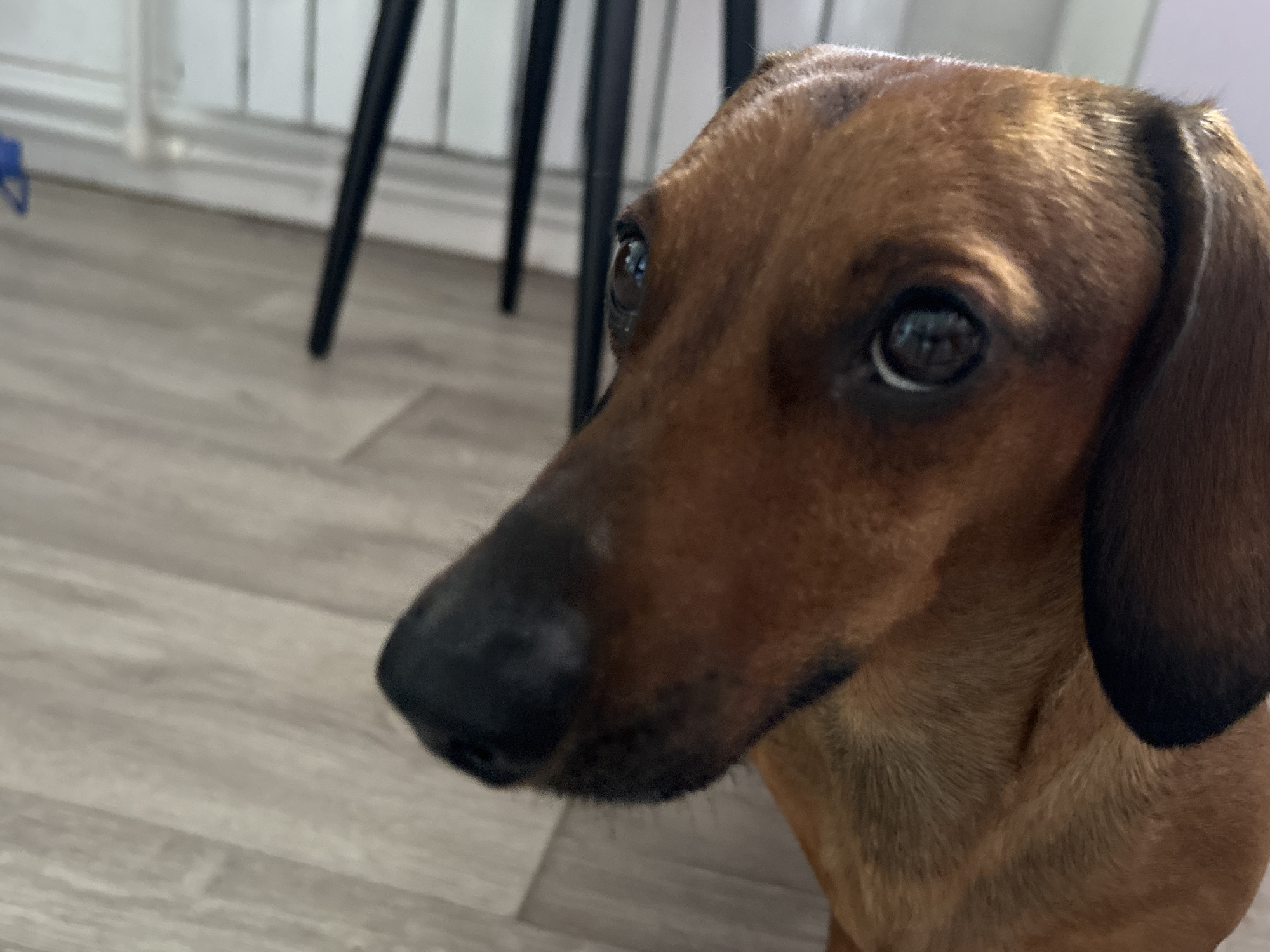 A close-up shot of a brown dachshund. The dog's head is in profile, facing left, with its black nose prominently displayed in the foreground. Its brown fur is visible, along with one floppy ear. The background includes light-colored flooring and blurry black chair legs. There is no indication of location in Раздолье, Russia.