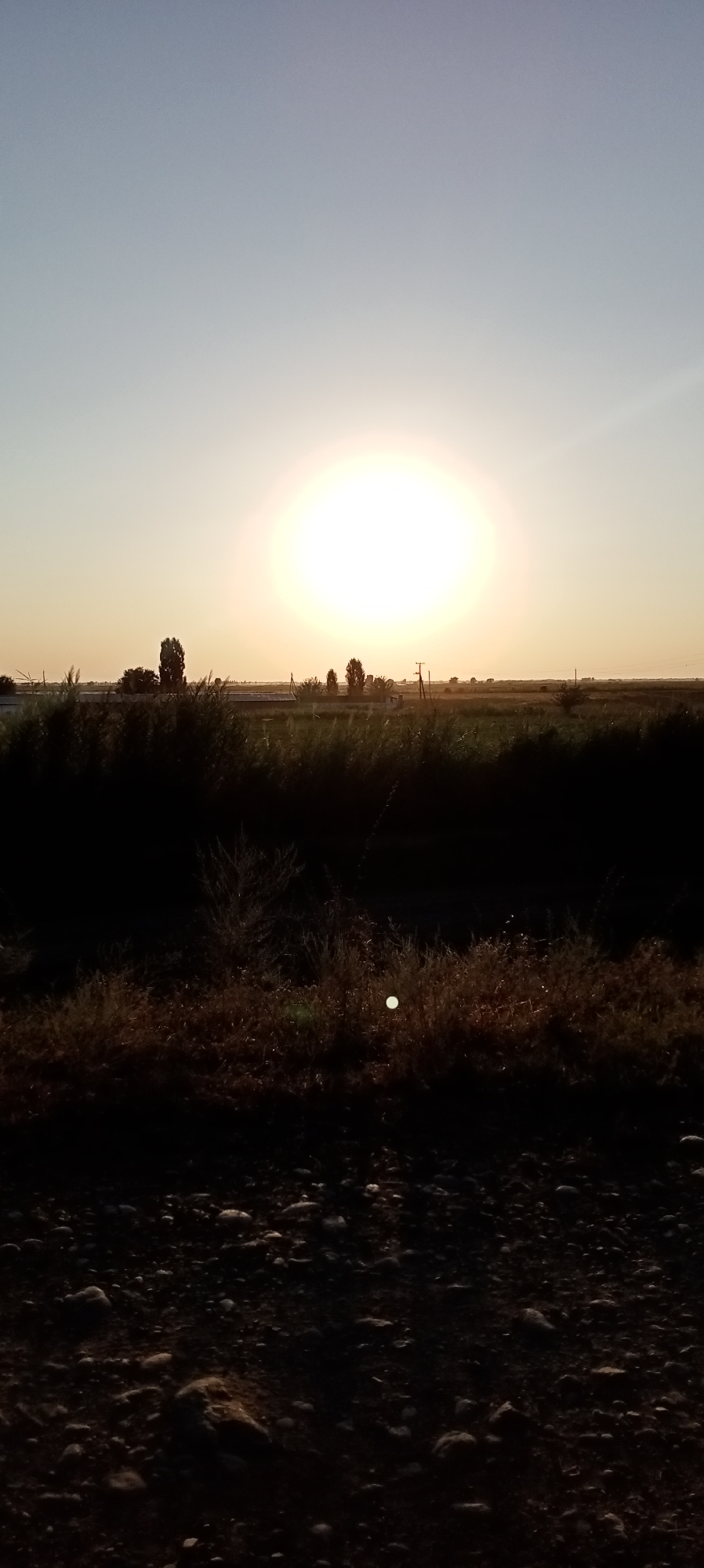 A vertical, slightly angled, full-shot photograph captures a sunset over a rural landscape in Aral, Kyrgyzstan. The sun, a bright, blown-out white disc, dominates the upper-middle portion of the frame, casting a warm, hazy glow across the sky which transitions from a pale blue at the top to a soft yellow near the horizon. A dark, silhouetted band of trees and vegetation runs horizontally across the middle ground, separating the sky from the foreground. Some of these trees are tall and slender, while others are shorter and bushier. Beyond the trees, a faint green field is visible. In the foreground, a rough, rocky ground covered in dry, brown grasses and sparse vegetation extends to the bottom edge of the frame. The overall lighting is low-key, characteristic of dusk, with deep shadows obscuring finer details in the foreground and lower portions of the vegetation.