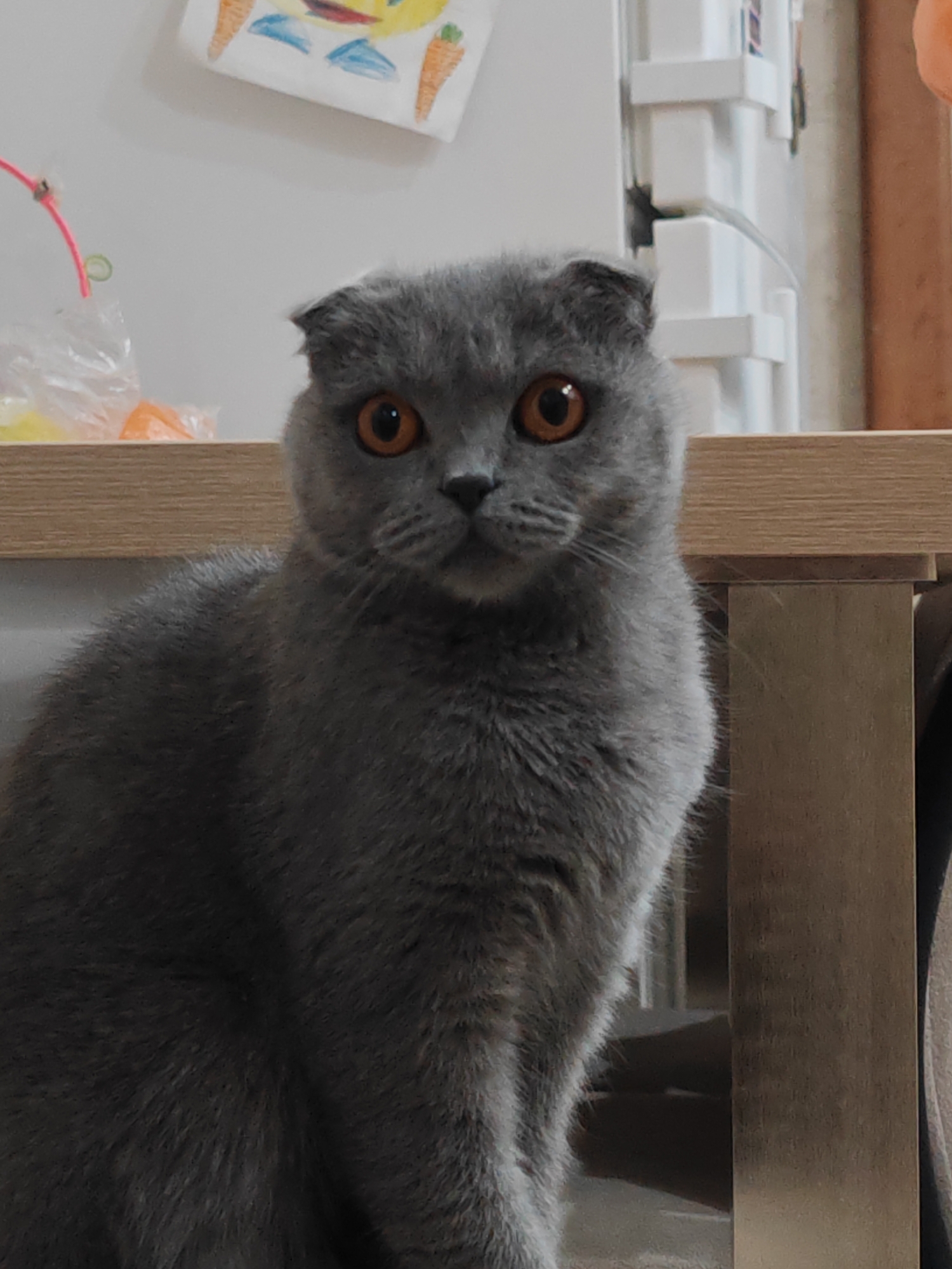 A grey Scottish Fold cat is prominently featured, sitting upright and looking directly at the camera with an alert and focused expression. The cat has dense, grey fur and striking, large, round, bright orange eyes. Its nose is dark, and its whiskers are visible against its grey muzzle.
The cat is positioned in an indoor setting, with a light-colored wooden surface, possibly a table or shelf, running horizontally behind it in the mid-ground. Behind the cat and the wooden surface is a plain white wall. In the upper left portion of the background, a child's colorful drawing, featuring a smiling face and two carrots, is taped to the white wall. A clear plastic bag containing various colorful items, possibly toys or treats, rests on the wooden surface to the left of the cat. A thin pink wire or string with a small green elastic band attached hangs near the plastic bag.
On the right side of the background, a white, vertically oriented structure, resembling a cabinet or a part of a window blind, is visible, partially obscured by the cat. Further to the right, a darker, possibly wooden or fabric, vertical element completes the background. The lighting is soft and diffused, indicating an indoor environment, likely a home in Hrodna, Belarus. There is no visible text in the image.