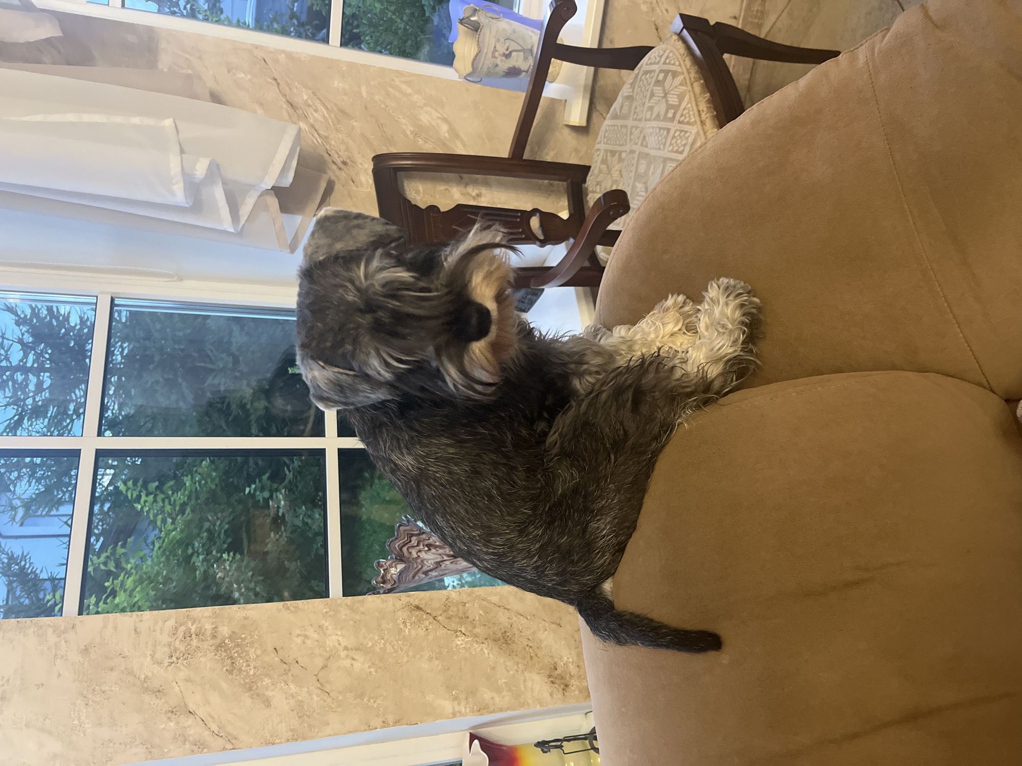 A Miniature Schnauzer dog is sitting on a tan couch in front of a large window with a view of trees and sky. The dog is primarily gray and white with a shaggy beard. The window has white mullions and a white sheer curtain is visible on the right side. To the right of the dog, further back, is a wooden chair with an upholstered seat. The overall environment appears to be indoors, likely a home, with a backdrop of natural light filtering through the window. The location is not specified in the image.