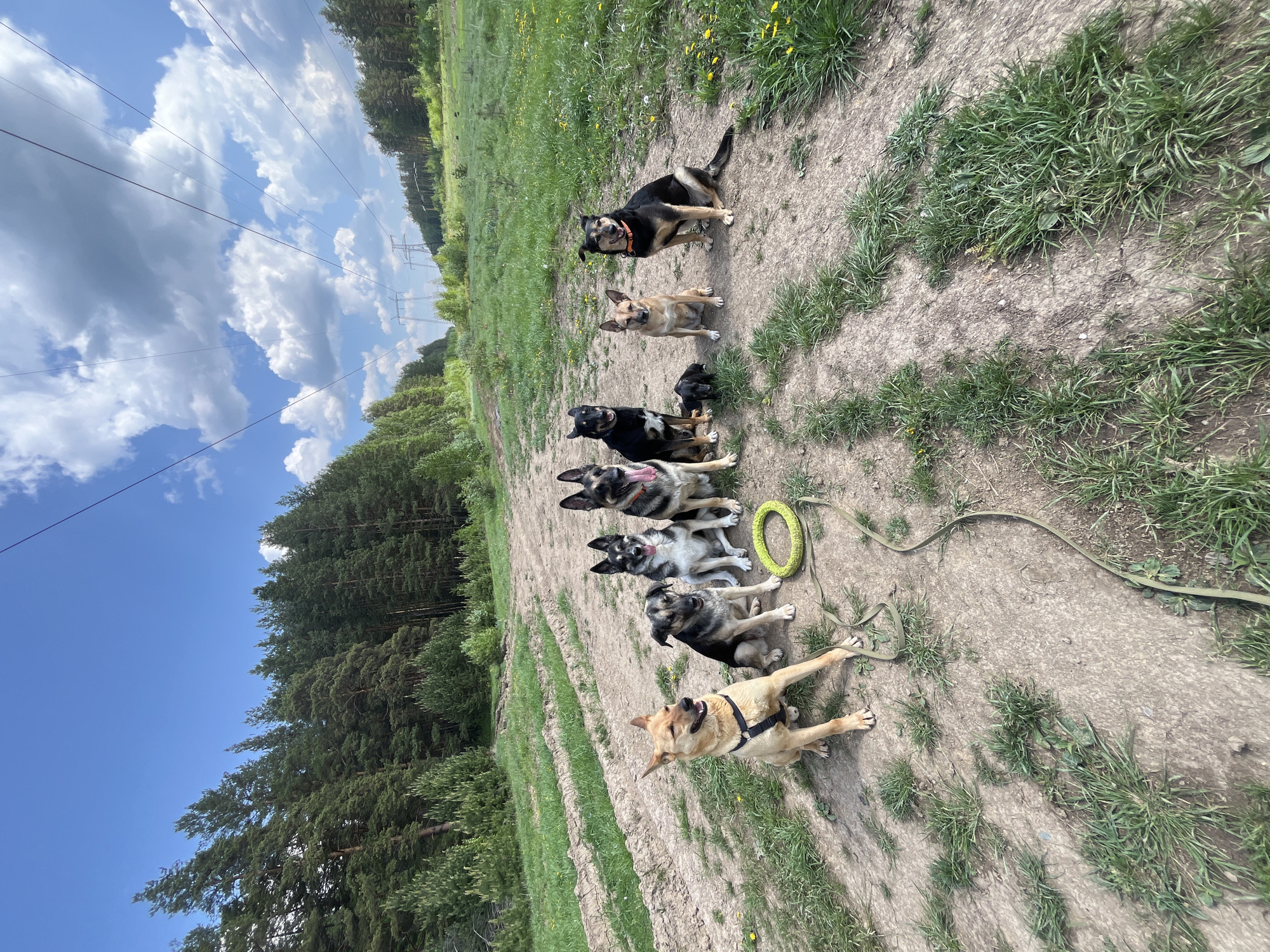 The scene is an outdoor setting, likely in a rural area near Nizhny Tagil, Russia. Seven dogs of various breeds and sizes are positioned in a line along a dirt path. The dogs are predominantly dark-colored with tan or light-colored markings. One dog at the front of the line is tan. A green dog toy ring and a leash are on the ground. A forest and open grassy areas flank the path. Overhead are power lines silhouetted against a blue sky with clouds.