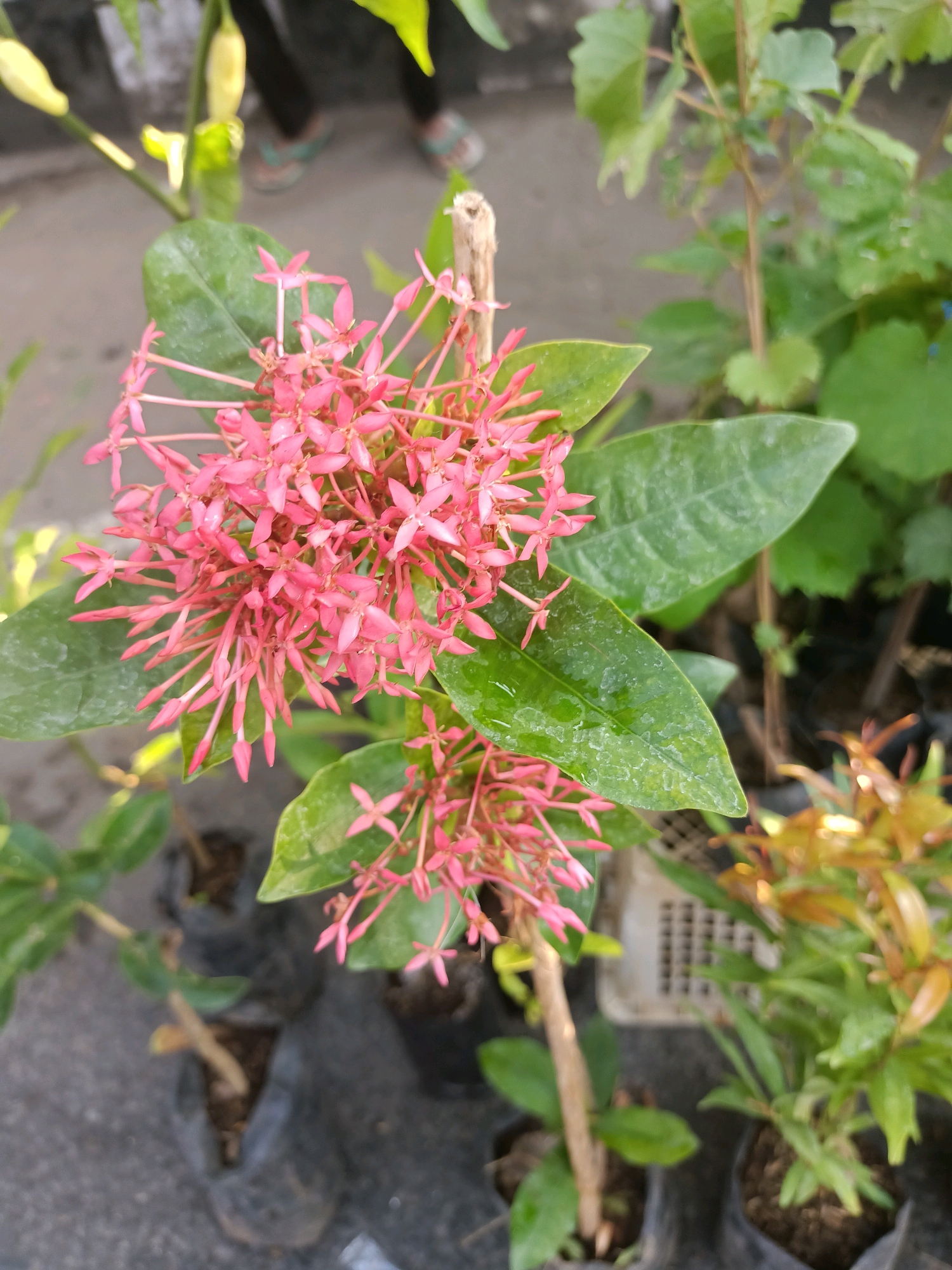 A close-up, slightly blurry, eye-level outdoor shot focuses on a cluster of small, pink, star-shaped flowers. The flowers are arranged in a dense, conical shape, with many individual blooms on slender stalks. Prominent, dark green leaves with a slightly glossy sheen surround the flowers, some appearing to have water droplets on them. A rough, light brown wooden stick or stem is visible behind the flower cluster, supporting it. In the background, more green foliage and plants in black plastic bags are visible. A pale, gridded plastic container is also partially seen. In the upper left corner, out of focus, are two yellow, elongated objects, possibly fruit or buds, and the lower legs and feet of a person wearing dark pants and light-colored flip-flops. The ground beneath the plants appears to be a paved surface, possibly concrete. The overall impression is of a garden or nursery setting. This scene is located in the city of Pare, Indonesia.