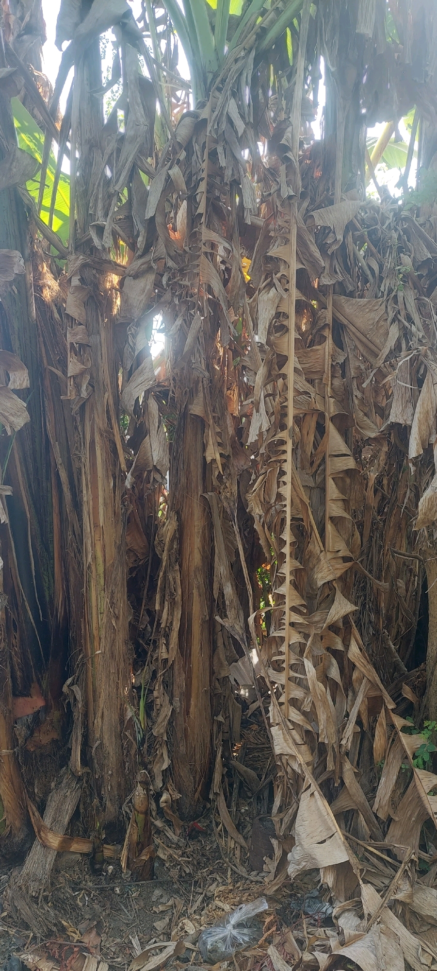The image depicts a cluster of dead and dry banana trees in Denok, Indonesia. The trunks are thick and fibrous, with numerous brown, withered leaves hanging down, obscuring the view into the dense foliage. Sunlight filters through the dry leaves, creating bright highlights and shadows. The ground beneath the trees is covered in fallen leaves, debris, and a few scattered pieces of plastic trash, including a small bag of what appears to be stones or gravel. There are no people or animals visible in the scene. The environment appears to be an outdoor, natural setting with a dense overgrowth of vegetation.