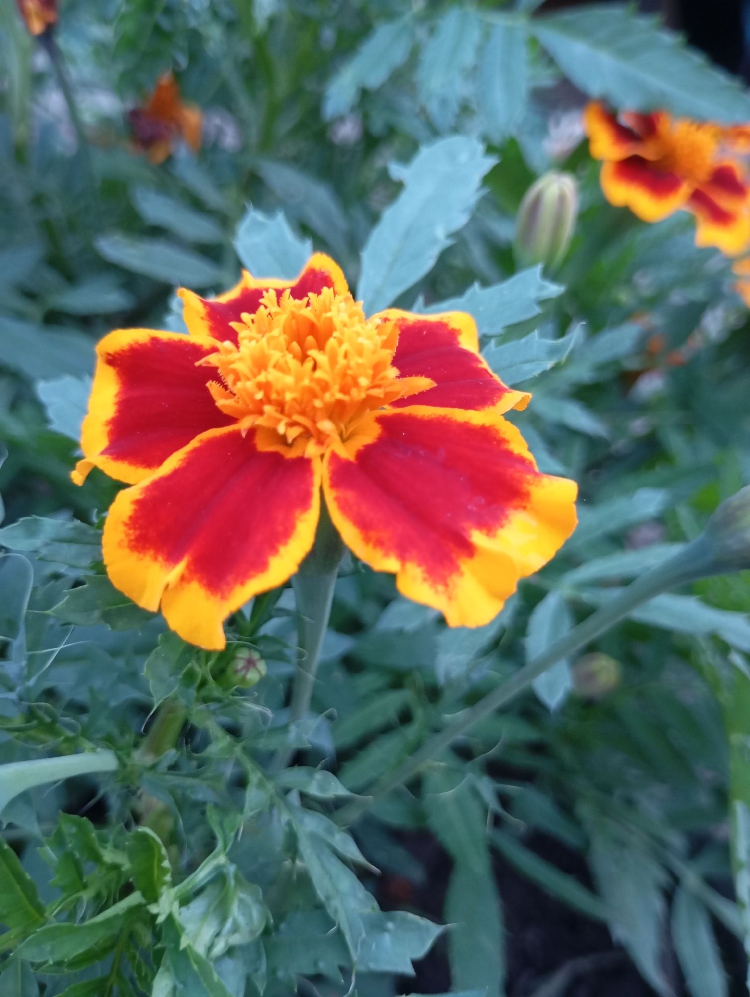 A close-up, eye-level, full-shot captures a vibrantly colored marigold flower in focus. The flower exhibits a bi-color pattern, with deep red petals edged in bright yellow. The center of the flower is a cluster of ruffled, orange florets. The marigold is surrounded by lush, green foliage, also in soft focus. Two unfurled marigold buds are visible in the background, along with a hint of another fully bloomed, less distinct marigold. The overall impression is one of natural beauty and close-up detail. The image does not provide any information regarding its location in the city of Фоки, Russia.