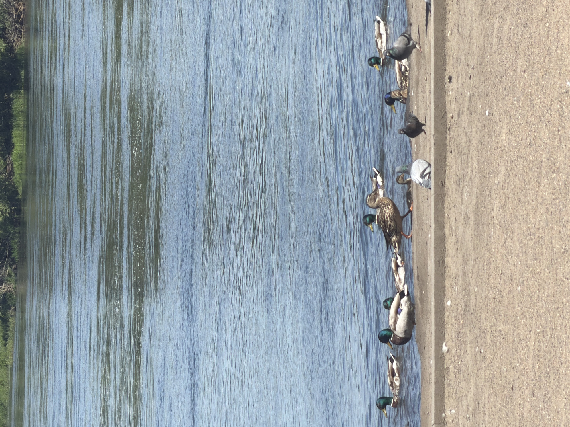 The image depicts a serene natural scene along the Yenisei River, likely within or near the city of Krasnoyarsk, Russia. A sandy embankment forms the foreground, transitioning into the calm, rippling blue waters of the river. On the embankment and in the shallow water near the shore, a gathering of ducks and pigeons is observed. Several mallard ducks are visible, some swimming in the water with iridescent green heads and brown bodies, while others are either on the embankment or at the water's edge. One duck is captured in mid-stride on the embankment, its patterned brown plumage distinct. Among the ducks, there are also several pigeons, with one light gray pigeon standing out on the embankment, and a darker gray pigeon standing near it. In the water, another duck with a striking blue head is present. The background shows the river extending towards a vegetated bank with trees and green foliage, indicative of a natural landscape bordering the urban environment of Krasnoyarsk. The lighting suggests a bright, possibly sunny day, casting subtle shadows.