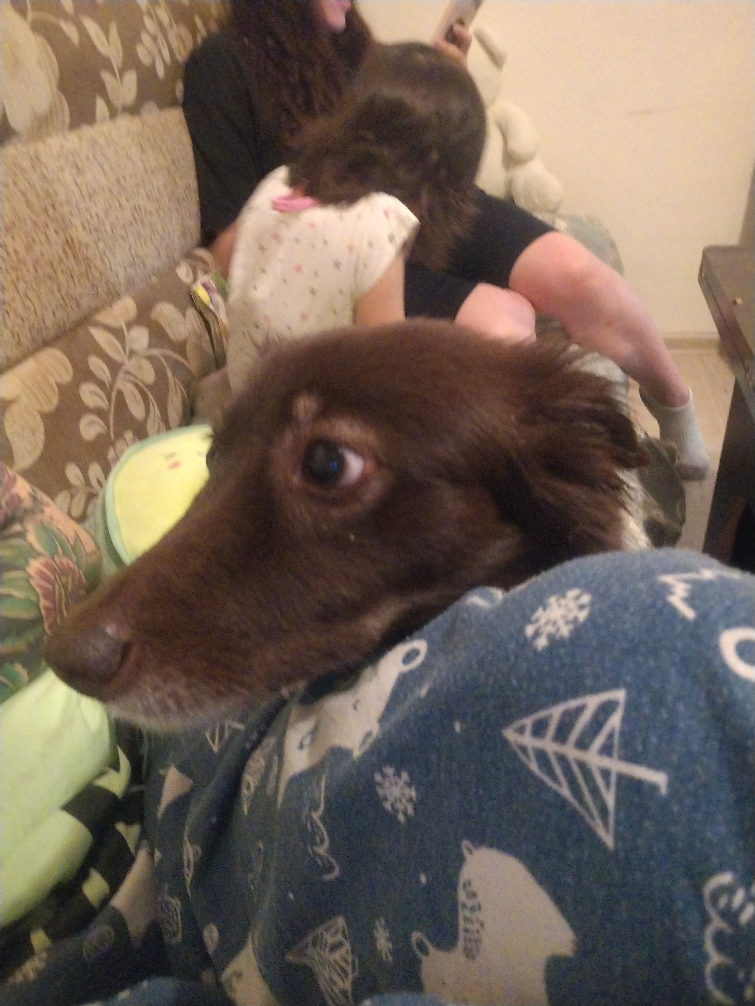 A medium-sized brown dog is resting on a person's lap, which is covered with a blue blanket patterned with white snowflakes, trees, and animal figures. The dog is in the foreground and is the primary focus of the image. The camera angle is positioned close to the dog's head, showing its facial features.
In the background, there are two people sitting on a patterned sofa. The person closest to the camera is wearing a dark-colored shirt, and a child is wearing a light-colored shirt with a pattern of small shapes. An object resembling a stuffed animal is visible behind the child. To the right, a dark surface, potentially a table, is partially visible.
The scene is indoors, and the composition suggests a casual, domestic setting. There are no identifying details that would provide confirmation regarding the location of Noviy, Russia.