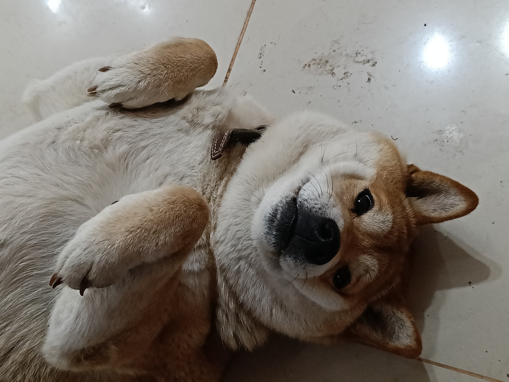 A Shiba Inu dog is lying on its back on a light-colored tiled floor. The dog has tan and white fur and is wearing a brown collar. The dog is looking directly at the camera with its dark eyes. The location is unknown, and there is no information suggesting it is in Rusalevka, Russia.