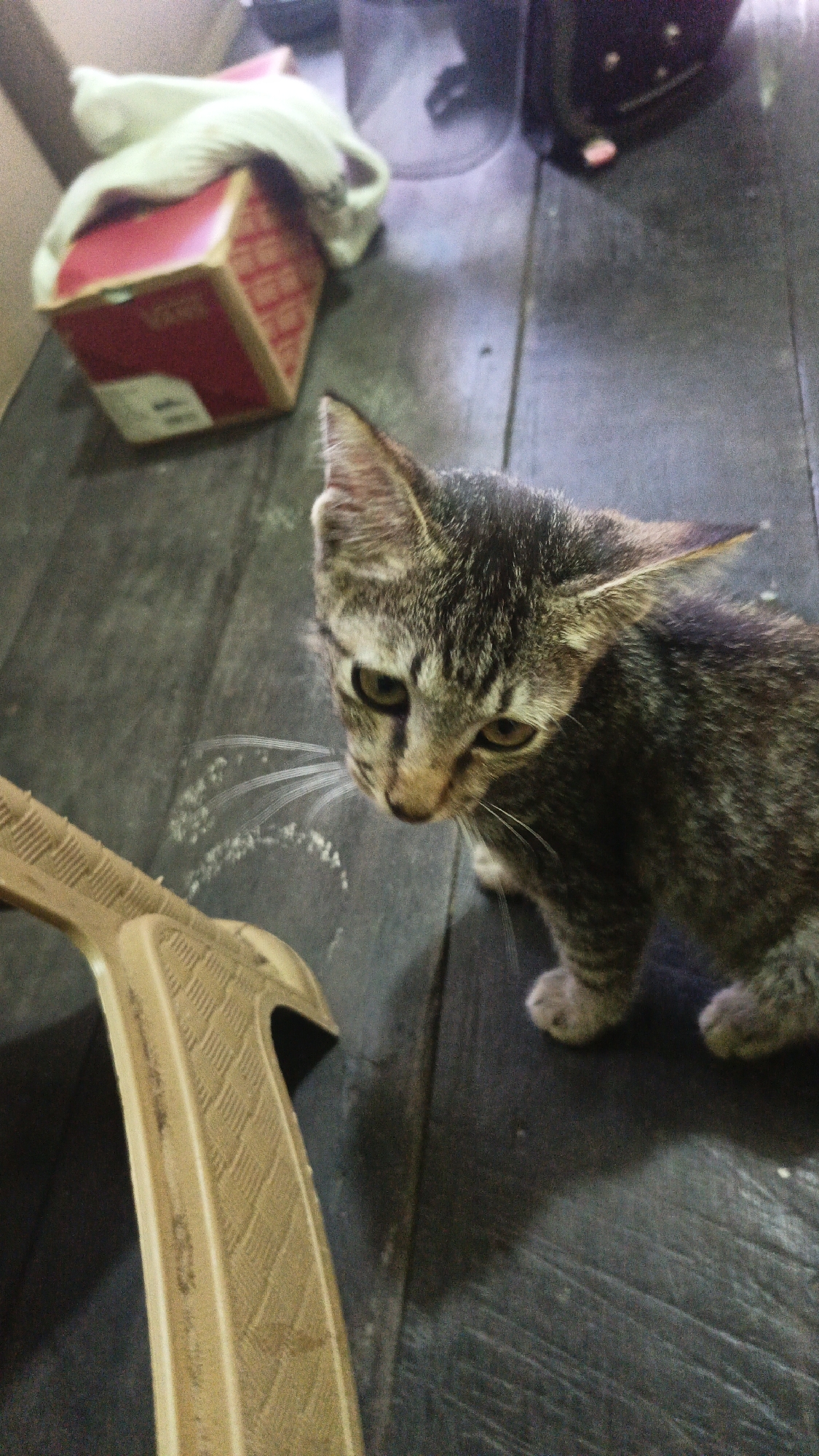 A tabby kitten with green eyes is on a dark wooden floor, looking down and to the right. In the foreground, a textured, beige object, possibly a toy or part of a piece of furniture, is visible. In the background, a red box with a white label is partially covered by a white fabric. The scene is indoors, likely in a residential setting.