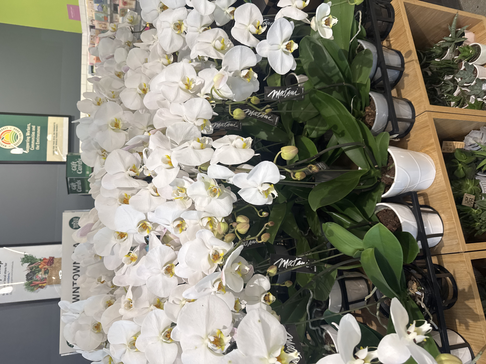 The image shows a display of white orchid plants in a retail setting, likely a grocery store or flower shop. The orchids are densely packed, with numerous blossoms in full bloom. Their containers are placed on a wooden shelving unit, alongside other potted plants, including succulents. Signage visible indicates the location may be a Whole Foods Market, potentially in the downtown area of Los Angeles, United States of America. "Matsui" is printed on small tags in the orchid arrangements.