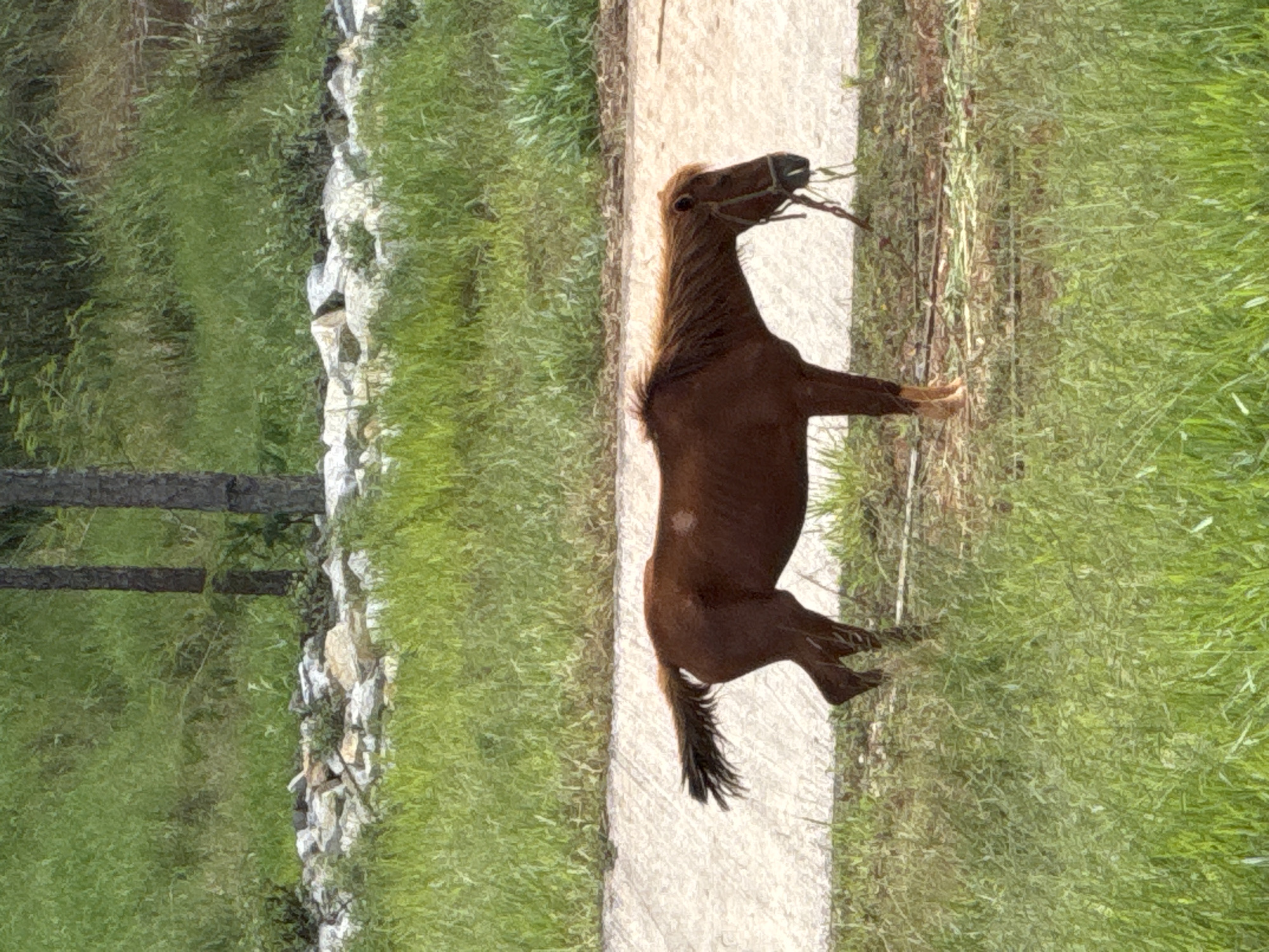 The image depicts a brown horse standing in a grassy area. The horse is facing towards the right, with its head lowered. A halter is around its head, and a lead rope is hanging down. Behind the horse, there is a paved pathway and a rocky embankment covered in grass and vegetation. In the background, two trees stand tall amidst lush green foliage. The scene appears to be outdoors, likely in a rural or semi-rural setting within Da Lat, Vietnam, given the natural landscape. There are no people visible in the image.