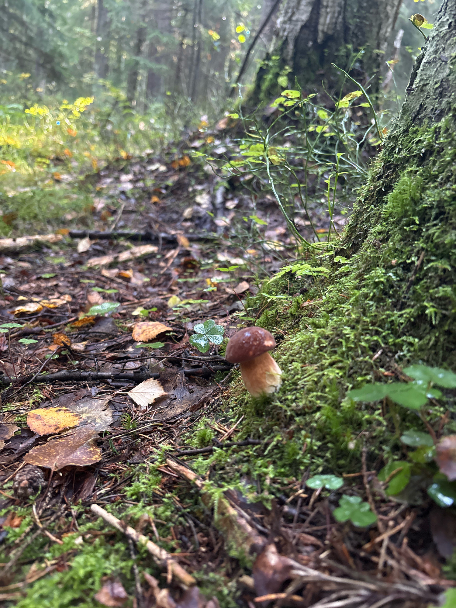 The image depicts a forest floor in Uglovo Massiv, Russia. A single, small mushroom with a brown cap and a light-colored stem is growing in moss near the base of a tree. The ground is covered with fallen leaves, pine needles, twigs, and moss. In the background, blurred trees and foliage suggest a dense forest environment. The lighting indicates it may be overcast or late in the day, with soft light filtering through the trees. There are no people or animals visible in the scene.