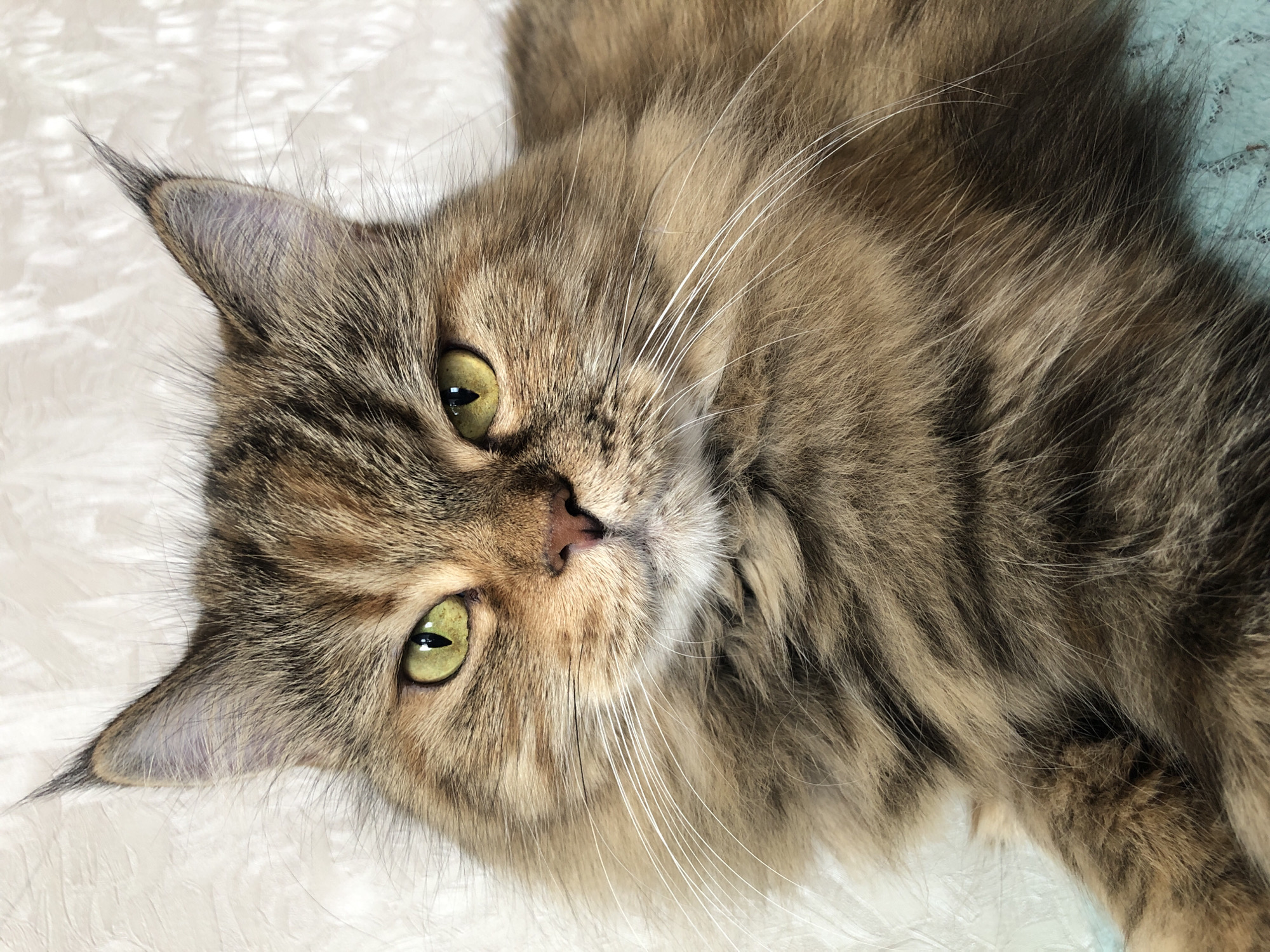 A close-up, head-on, studio portrait of a long-haired, calico-colored cat is presented. The cat, with striking green eyes and tufted ears, is positioned centrally in the frame. Its fur displays a mix of brown, black, and reddish-orange tones, creating a tortoiseshell pattern. The background is a textured, off-white surface that appears to be a wall or fabric. The cat's gaze is directed forward, with a slightly stern or alert expression. The lighting is soft and even, highlighting the cat's features and the texture of its fur. The image is tightly cropped, focusing solely on the cat's face and upper body.