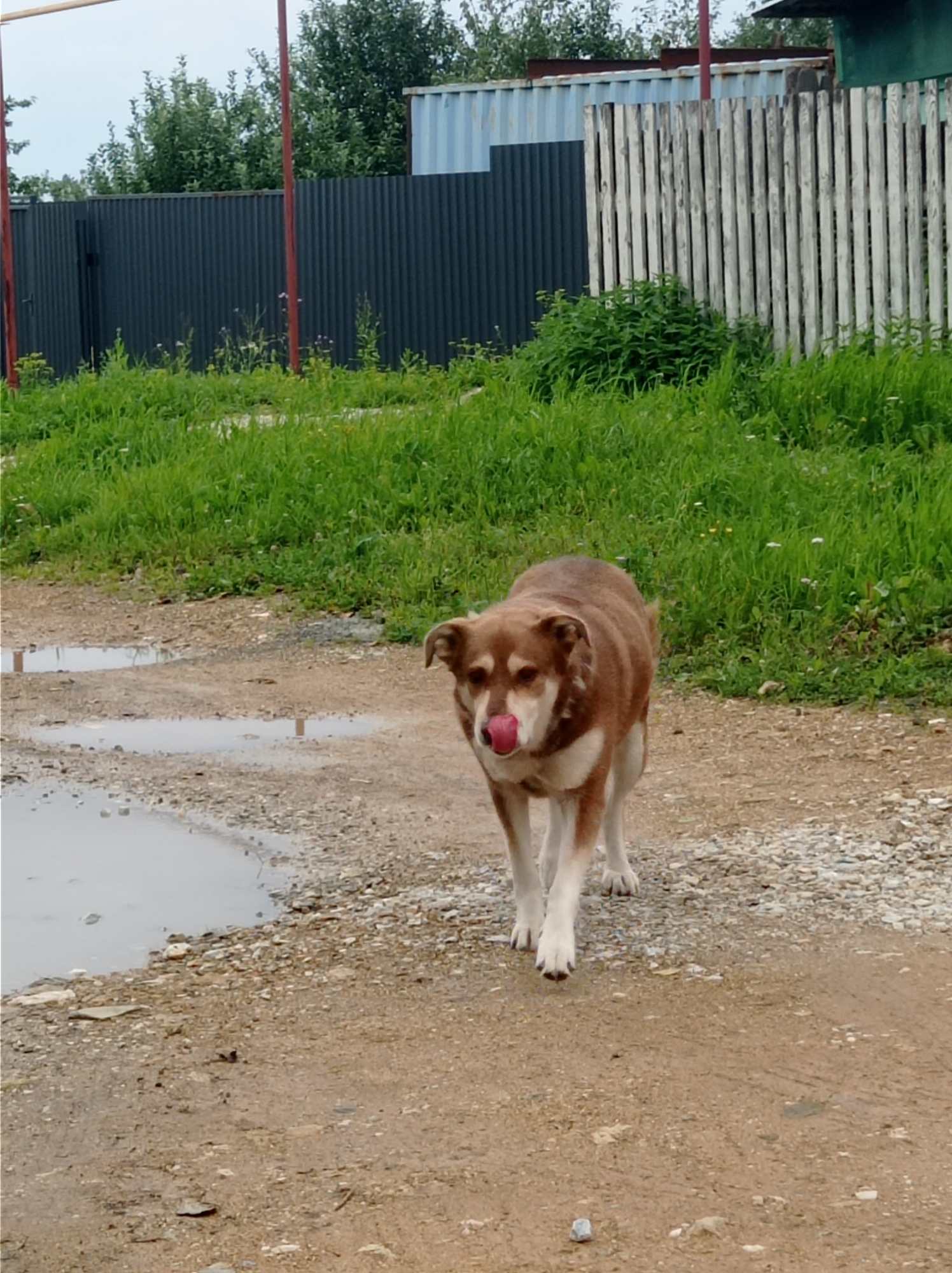 A medium-sized, brown and white dog with its tongue extended is walking on a gravelly dirt path with several puddles. In the background, there is lush green grass, a dark grey corrugated metal fence, a white wooden fence, and a light blue shipping container. The scene appears to be in a rural or semi-rural area, possibly on the outskirts of Degtyarsk, Russia, given the characteristic industrial and rural elements present. The sky is overcast.