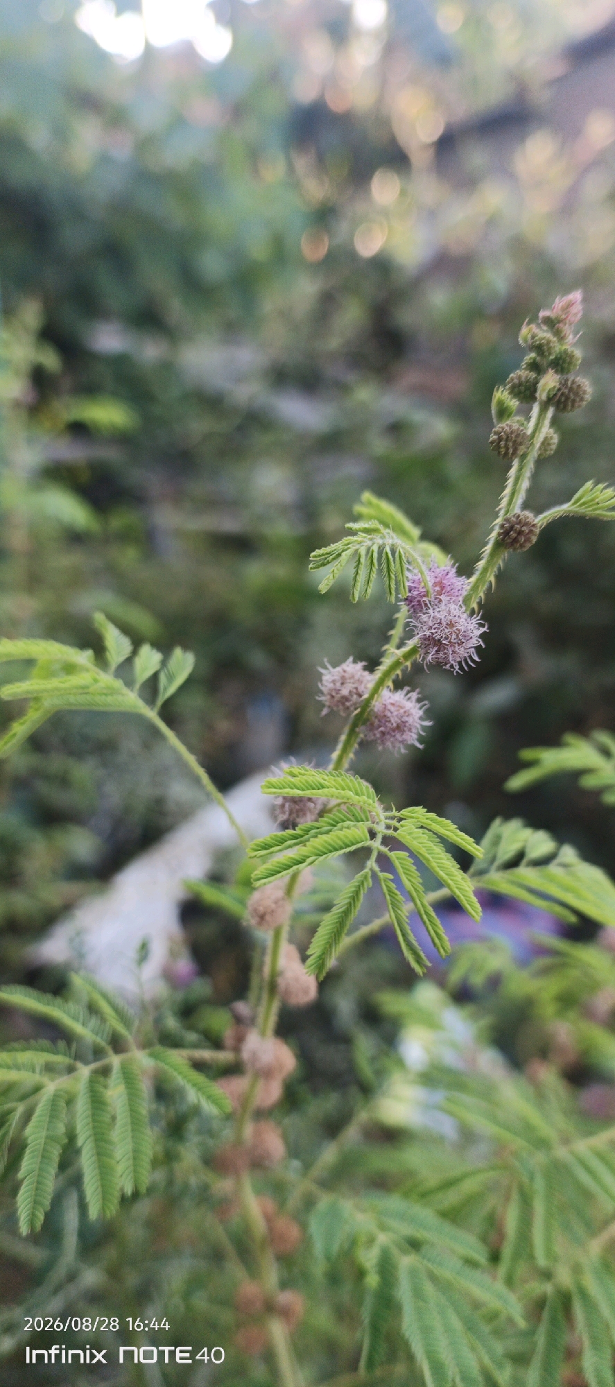 In the city of Sidodadi, Indonesia, a detailed image captures a branch of a Mimosa pudica plant, commonly known as the sensitive plant. The plant features delicate, feathery green leaves and small, spherical pinkish flower heads. Several seed pods, appearing as small, round, brown clusters, are also visible along the stem, indicating the plant is in its reproductive stage. The background is a soft blur of green foliage and bokeh lights, suggesting an outdoor, natural setting, possibly a garden or natural area within Sidodadi. The image has a timestamp and device information overlay in the bottom left corner, indicating "2026/08/28 16:44" and "Infinix NOTE 40". There are no people or animals visible in the scene.