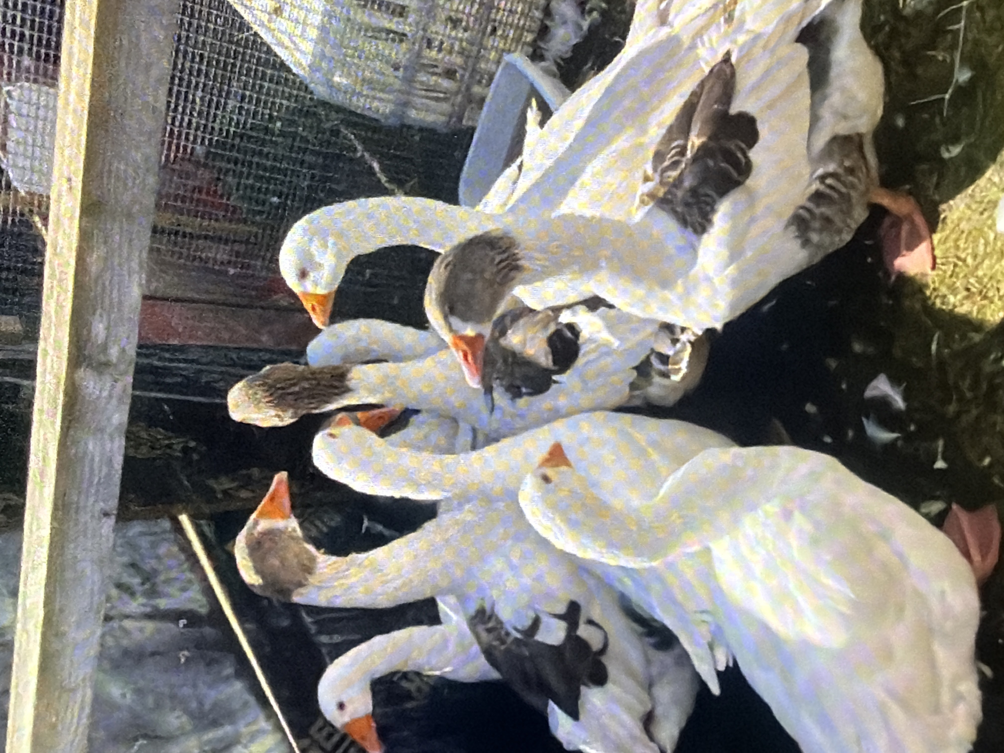 A group of six domestic geese are gathered closely together in an outdoor enclosure. The geese are predominantly white, with some having grey markings on their necks and wings, and orange beaks and feet. They appear to be domestic fowl, likely raised for eggs or meat. The environment suggests a farm or rural setting, with a wooden fence and wire mesh in the background, as well as a white plastic trough. The ground is covered with dirt and grass. The scene is captured in natural daylight. The location is Bukuru, Nigeria.