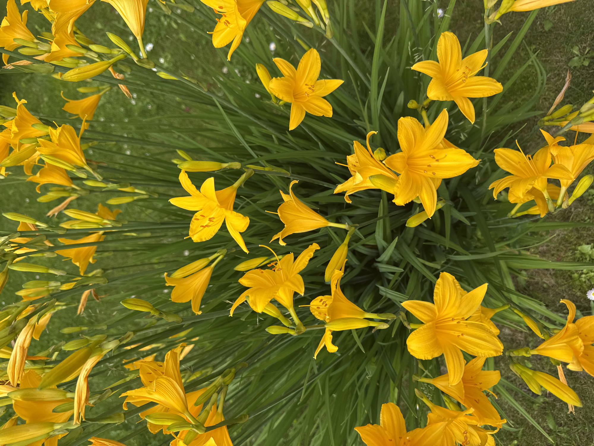 A high-angle, full-frame medium shot shows a dense cluster of bright yellow daylilies in bloom. The flowers, with their delicate, trumpet-shaped petals, fill the frame, interspersed with lush green foliage and tall, thin green stems. Some of the flowers are fully open, revealing their stamens, while others are in various stages of bud. The background is a softly blurred green, suggesting a garden or park setting. The image does not contain any people or visible signs of human activity beyond the cultivated flowers. The scene depicts a natural, vibrant display of summer flora. The location of Chashcha, Russia, is not visually discernible from the provided image.
