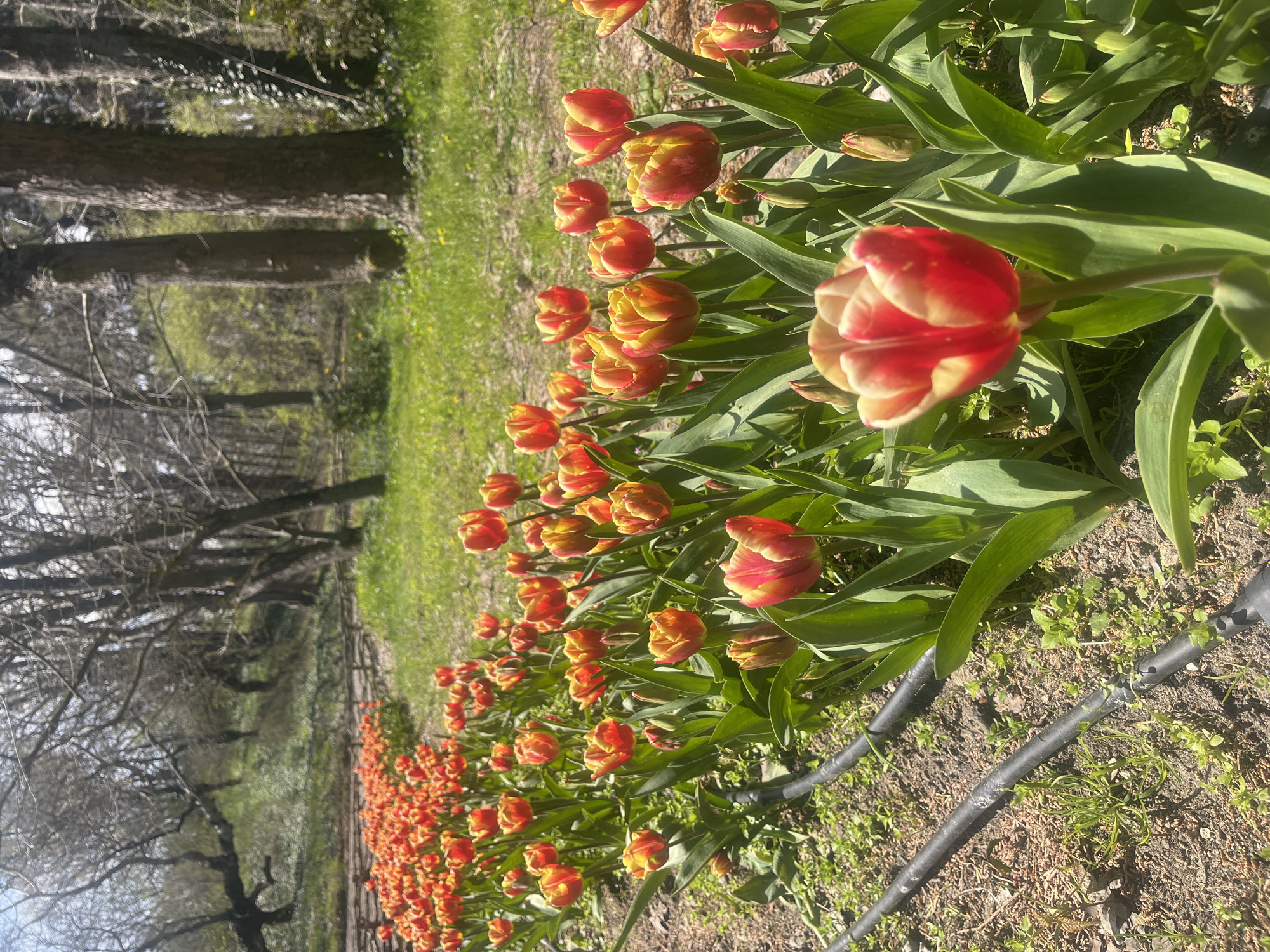 A row of red and yellow tulips lines a path in a park or garden. The image's orientation is sideways. To the left of the flowers is a path and trees, some bare and some with green leaves. The ground is dirt and grass. A black irrigation pipe is near the base of the tulips. The location cannot be identified as Varna, Bulgaria.