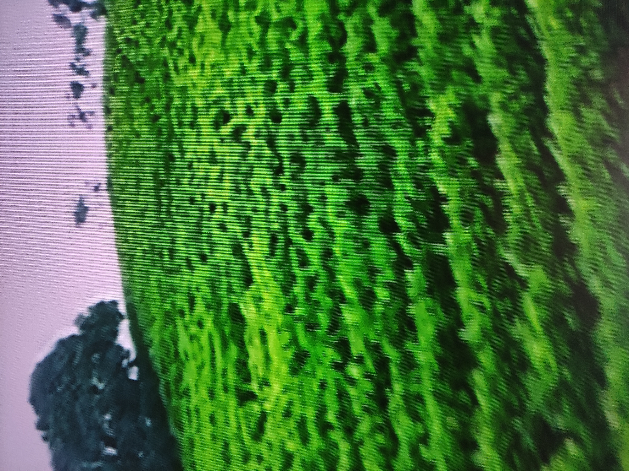 The image depicts a patch of greenery, potentially grass or dense vegetation, located next to a dark, indistinct mass that could be trees or shrubbery. The background on the left side is a light, neutral color, perhaps sky or a light-colored surface. The overall texture of the green area is rough and uneven. The image provides no indication of the location being Pavlodar, Kazakhstan or any other specific city. There are no people visible, and the actions or interactions are unidentifiable.